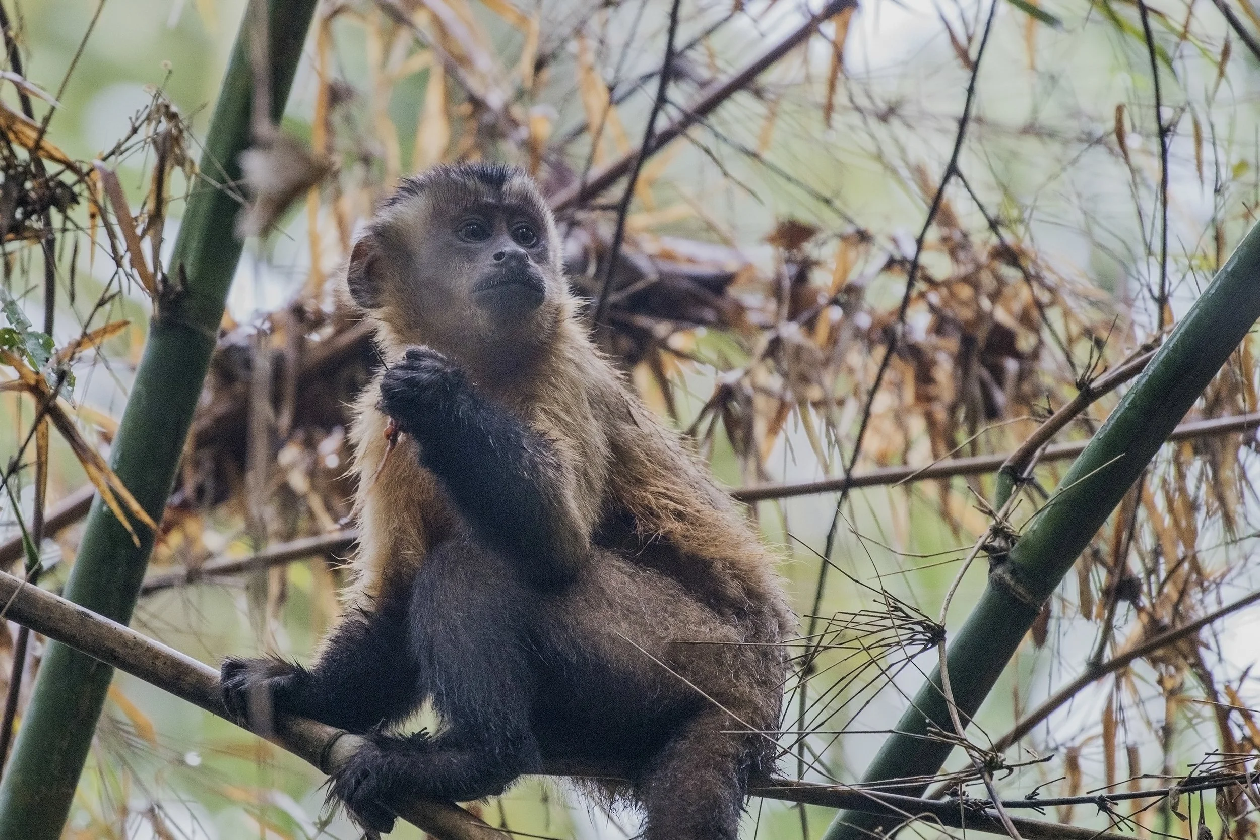 Brown Capuchin Monkey, Brazil