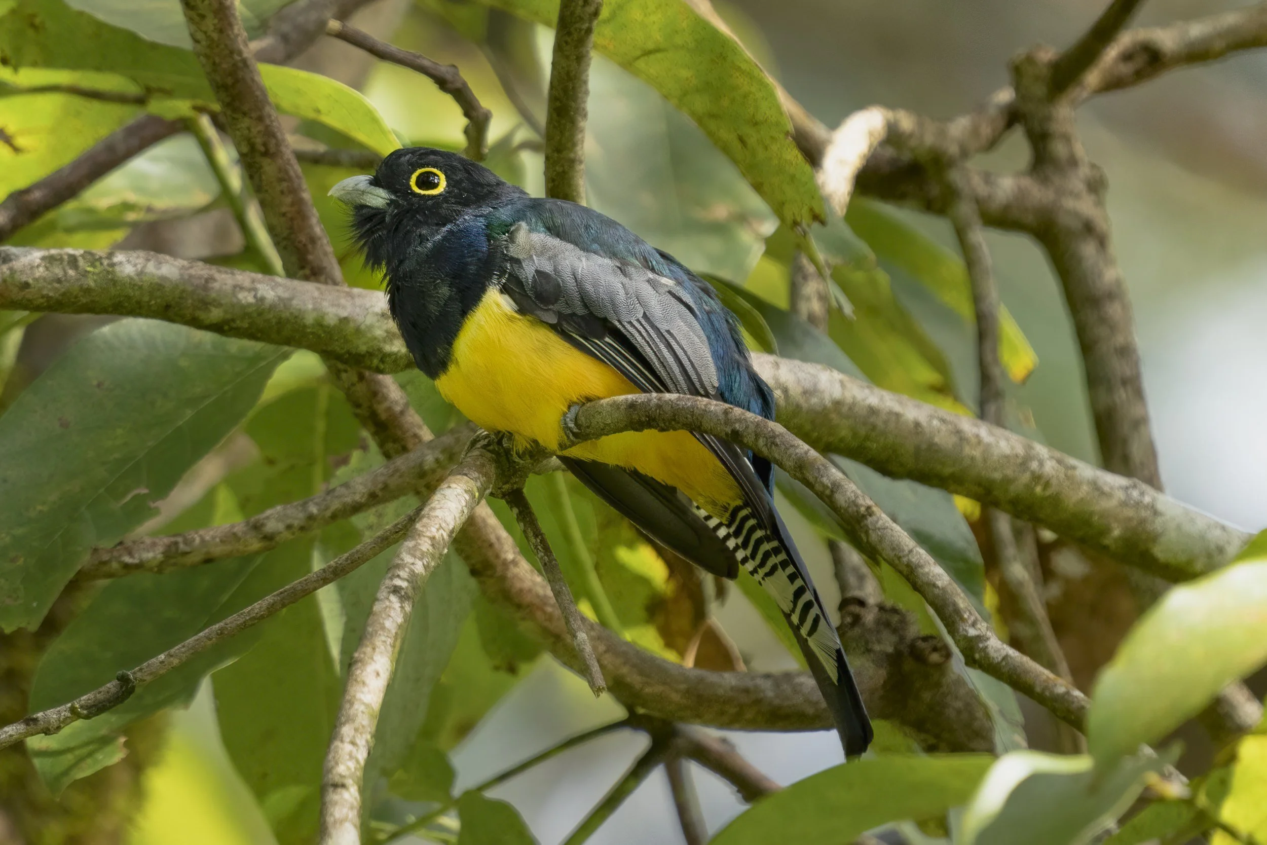 Gartered Trogon