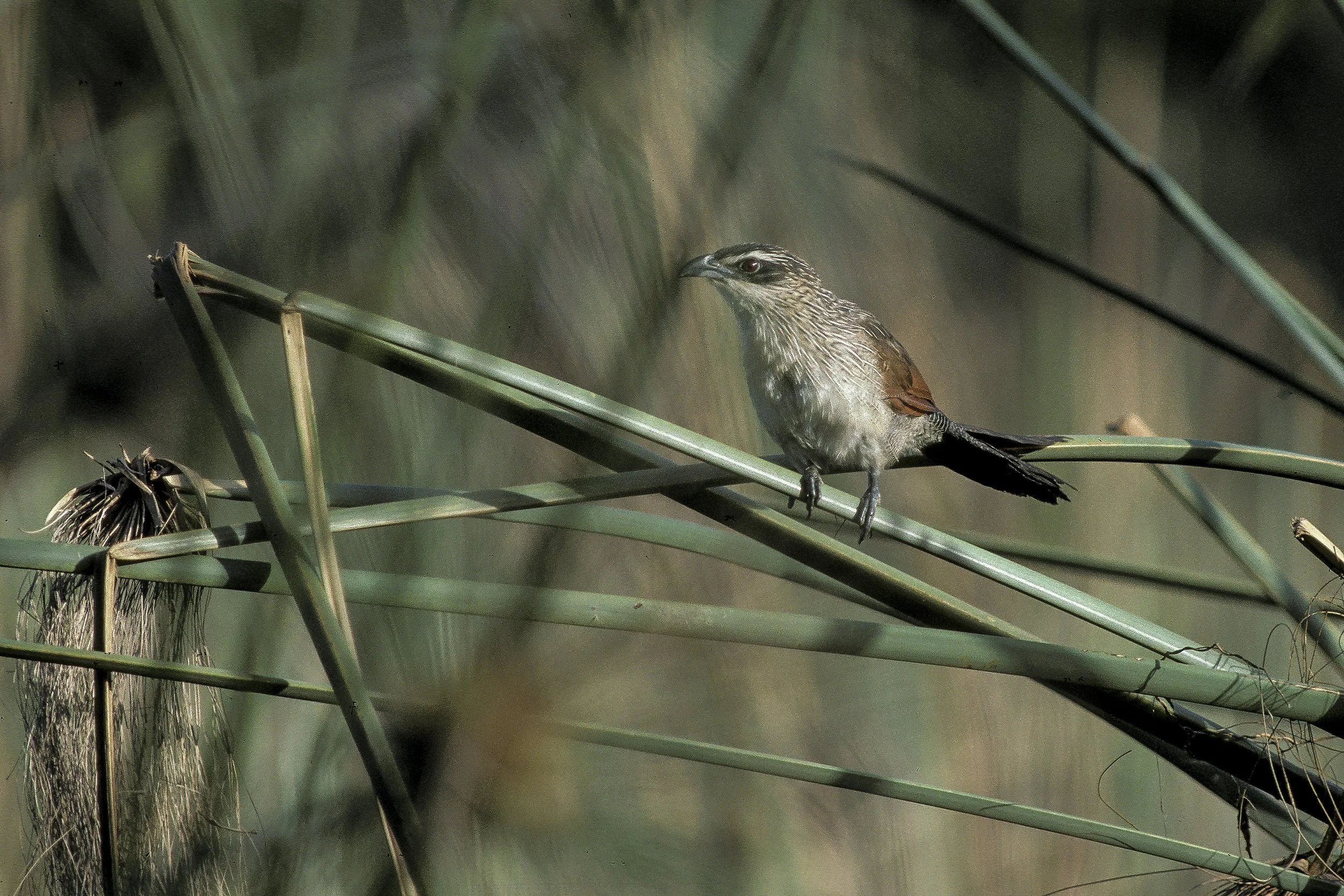 White Browed Coucal