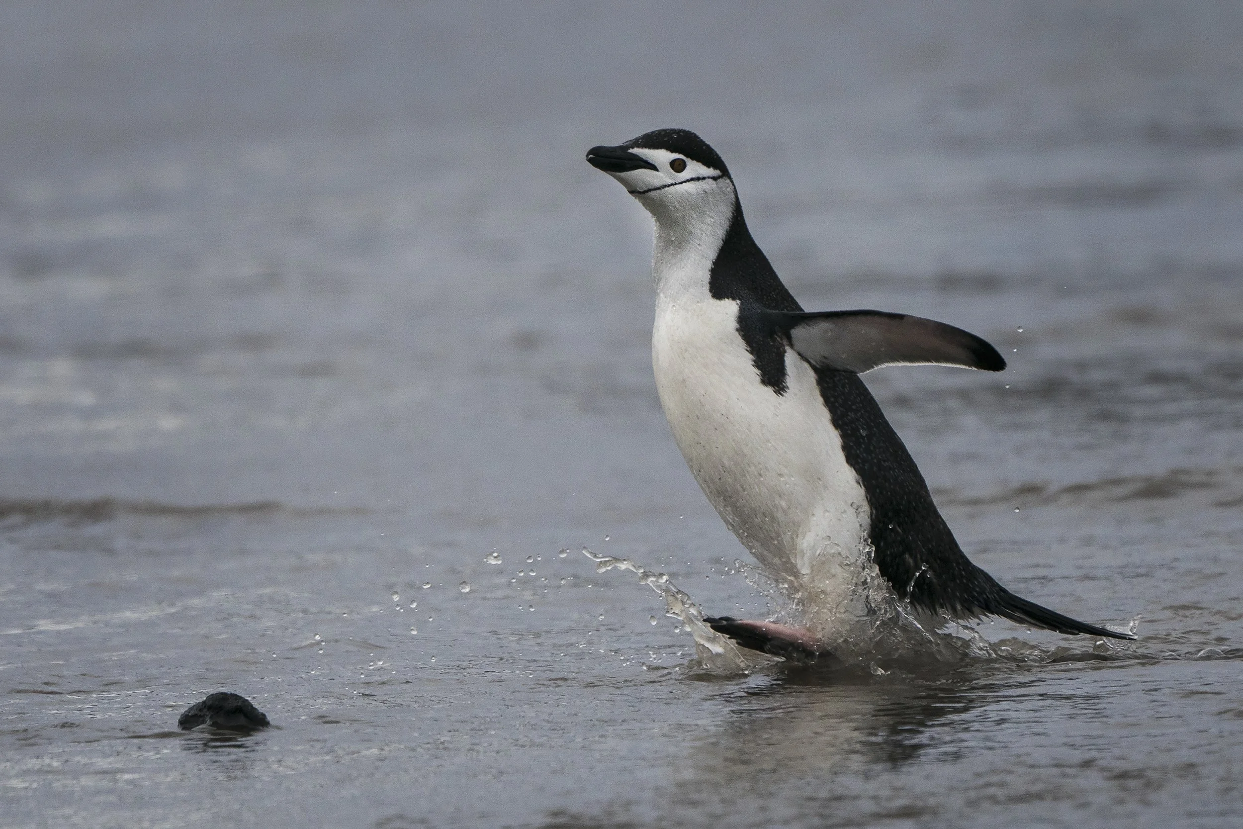 Chinstrap Penguin