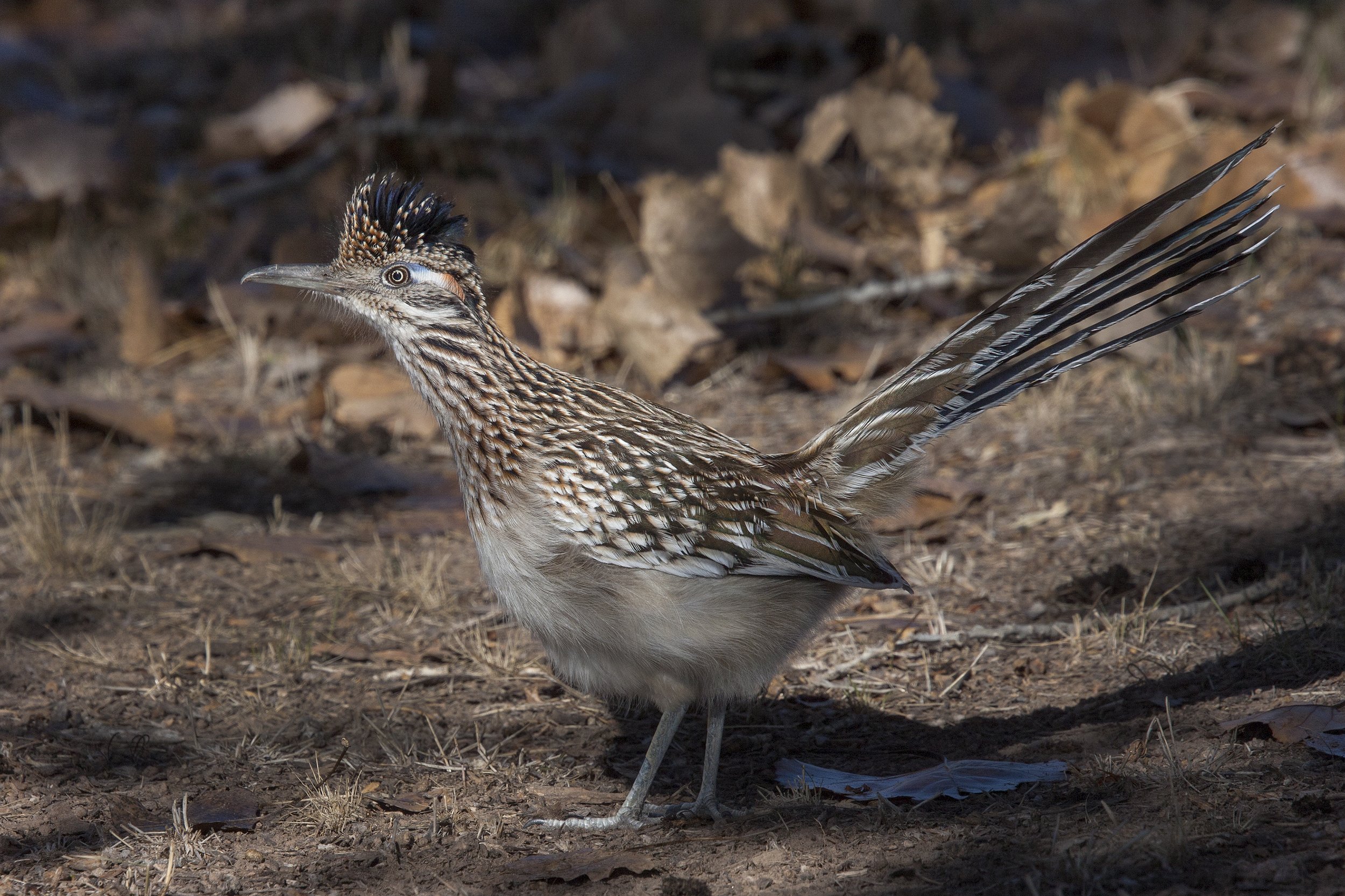 Roadrunner