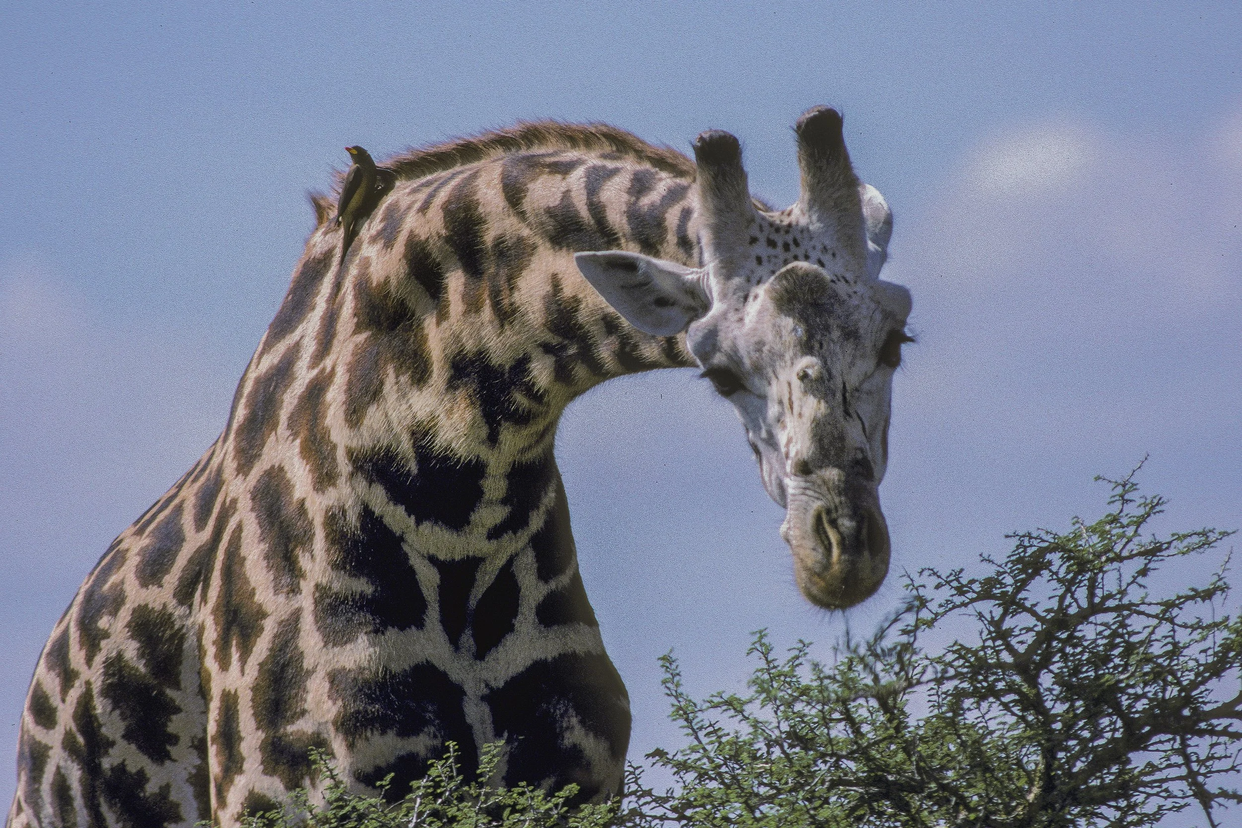 Giraffe, Kenya