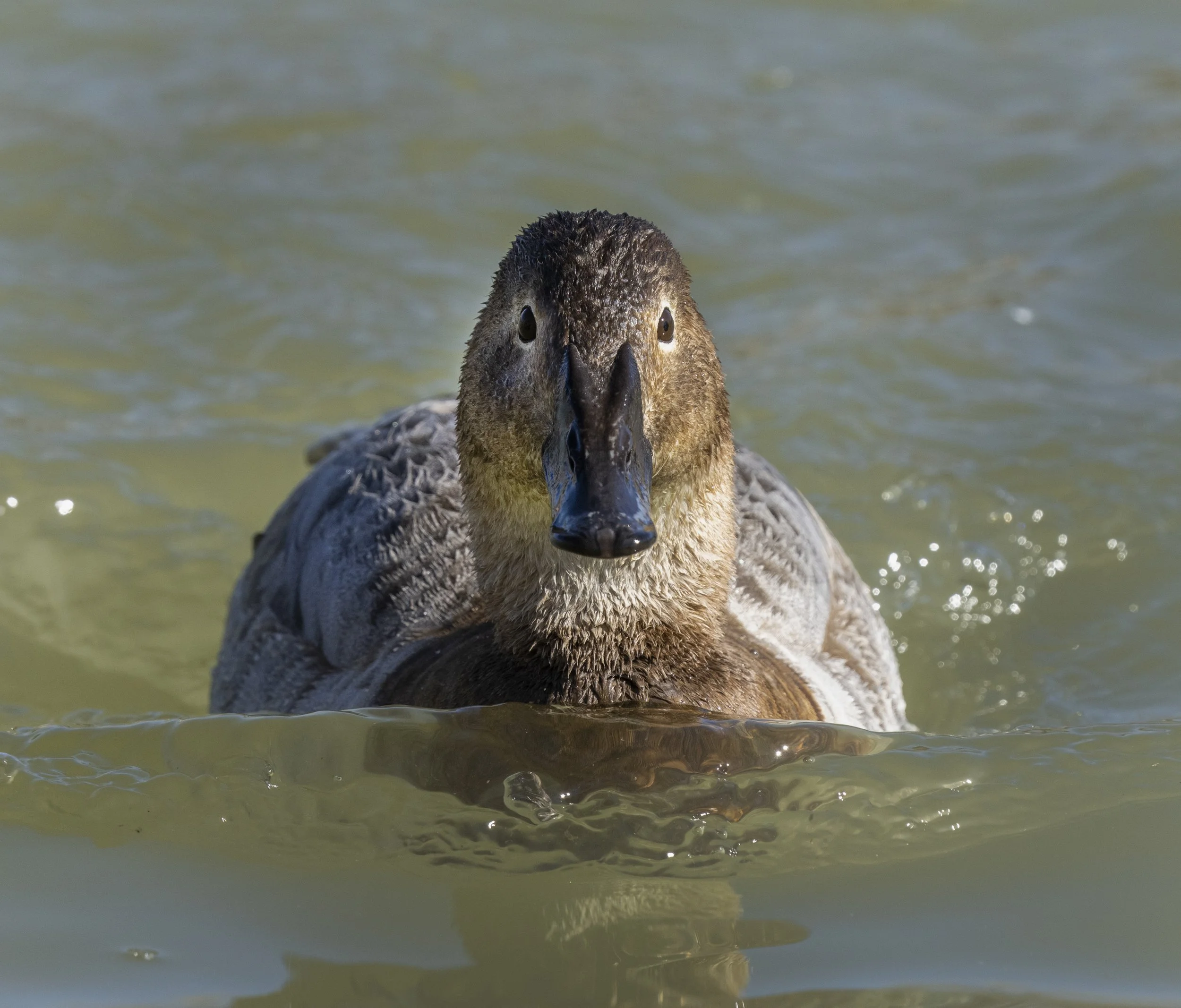 Canvasback