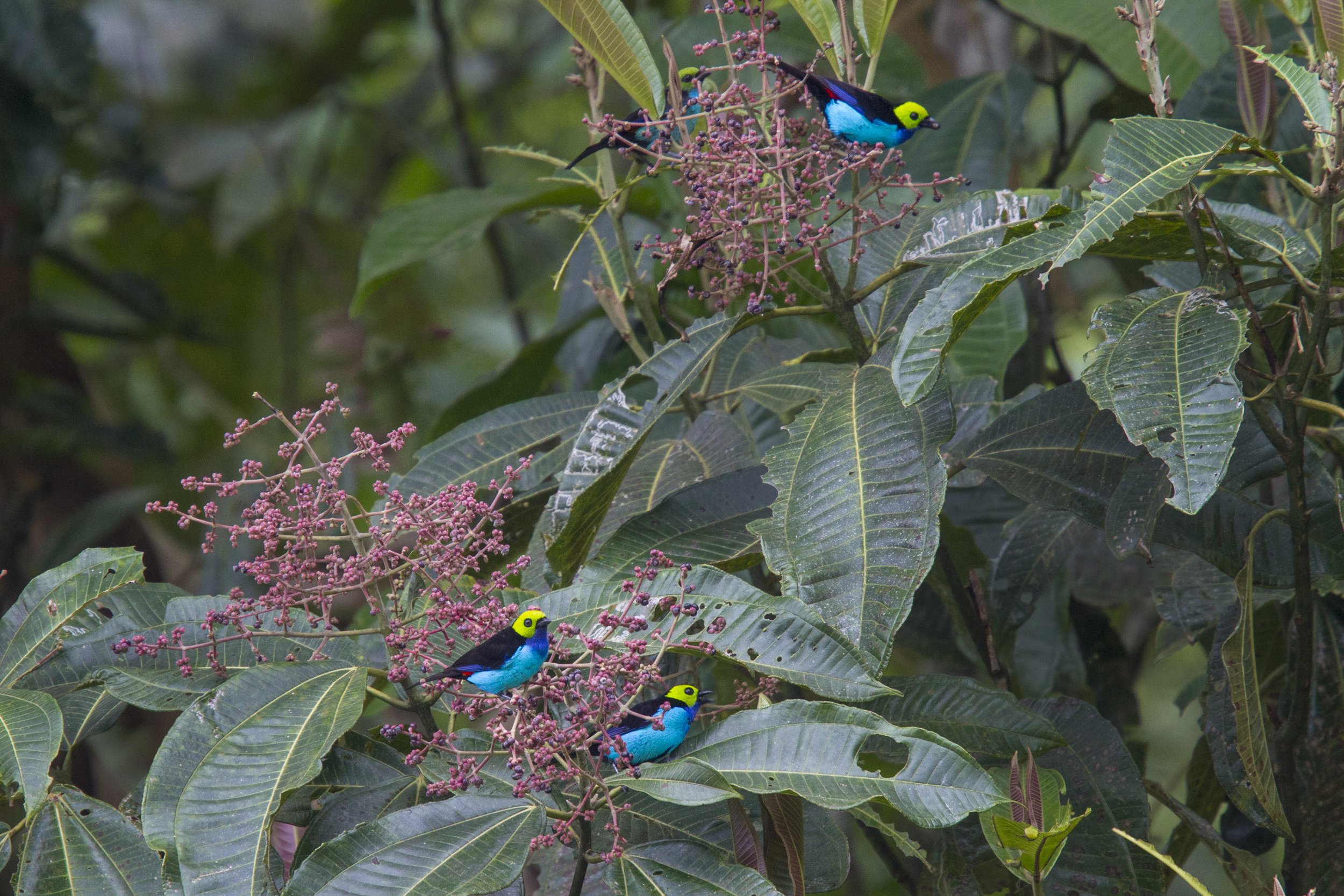 Paradise Tanager