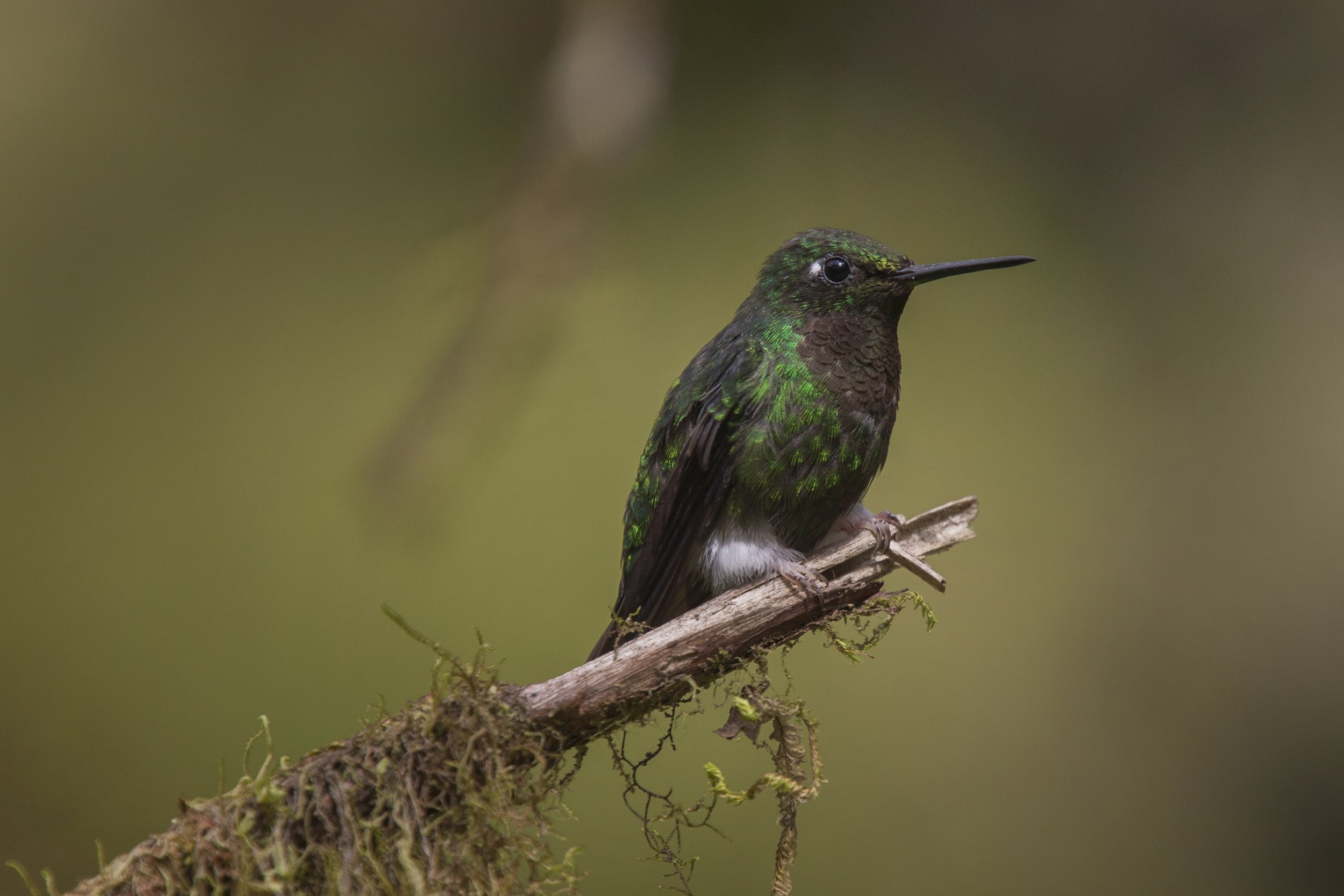 Booted Racket Tail
