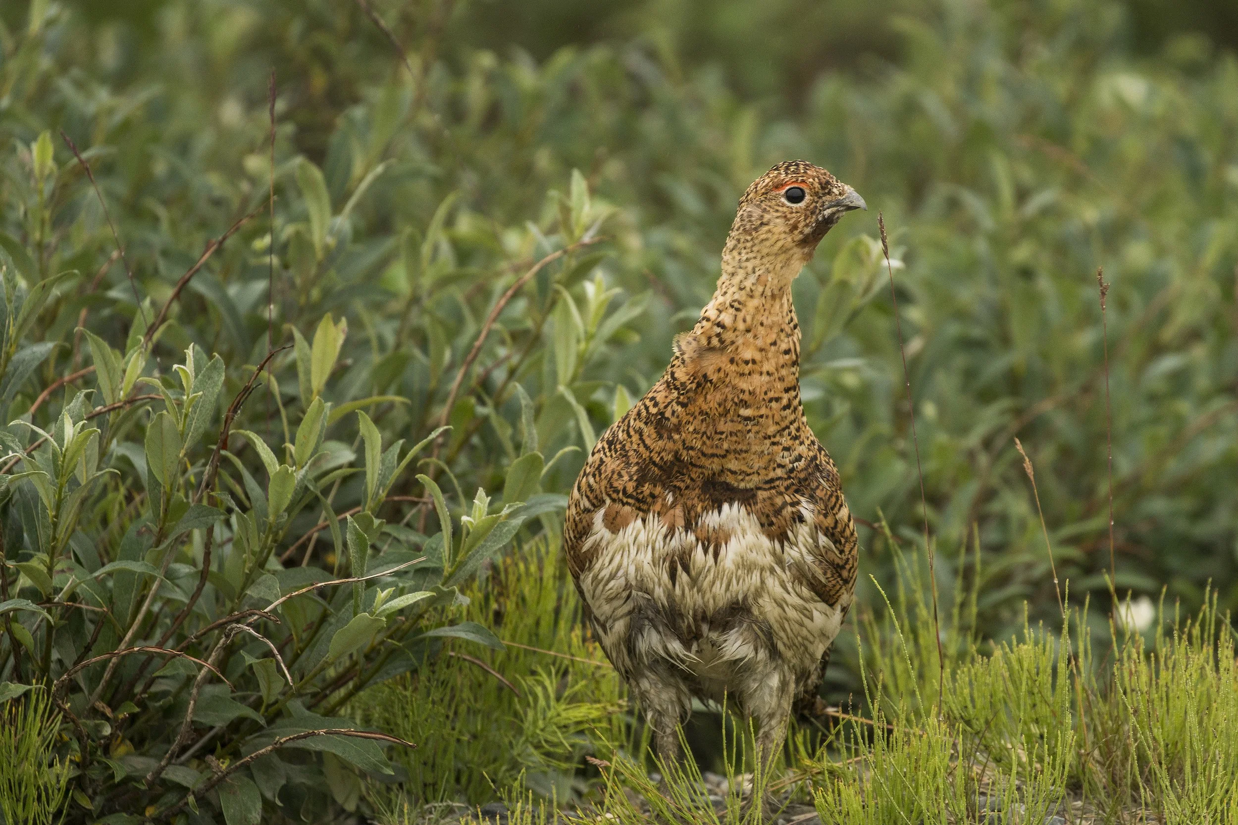 Rock Ptarmigan