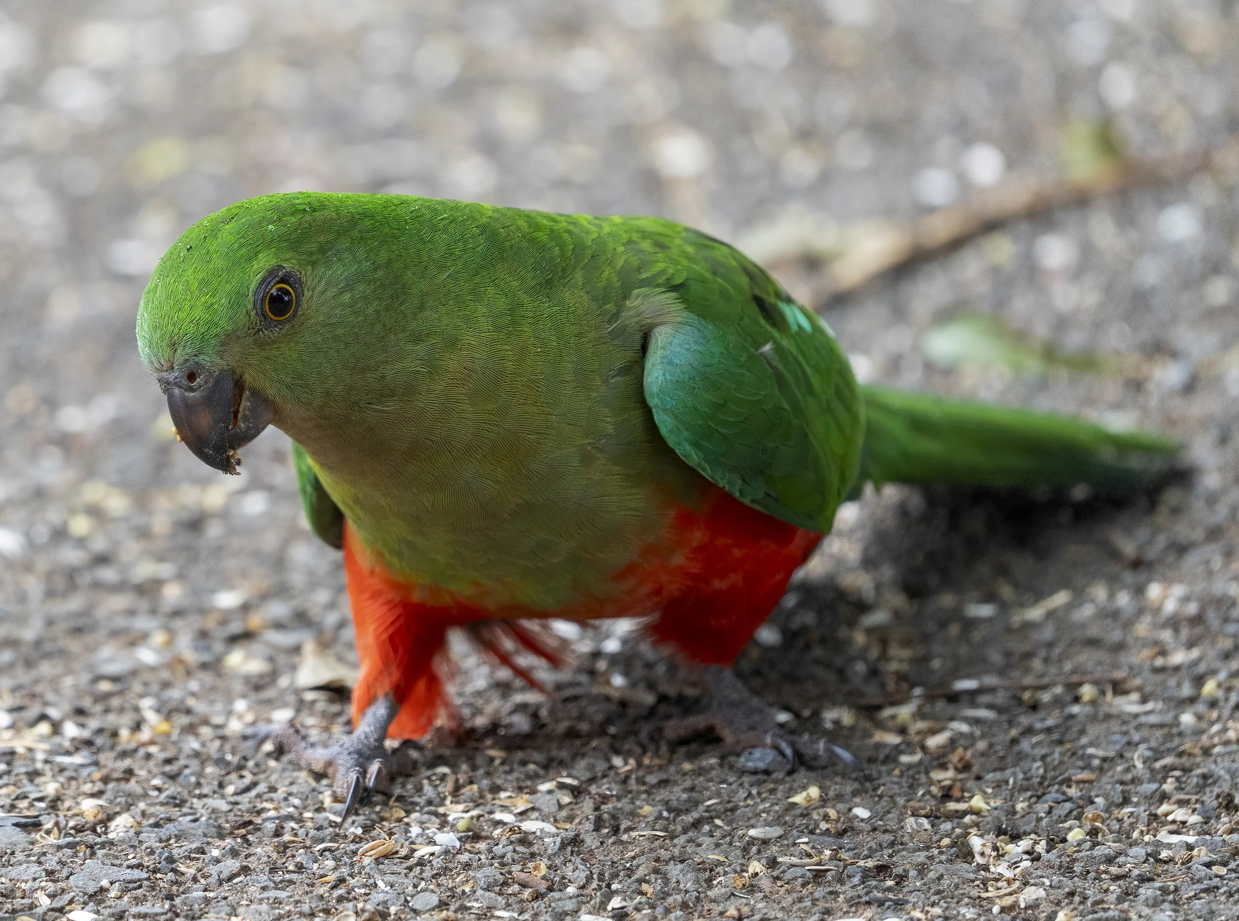 Australian King Parrot