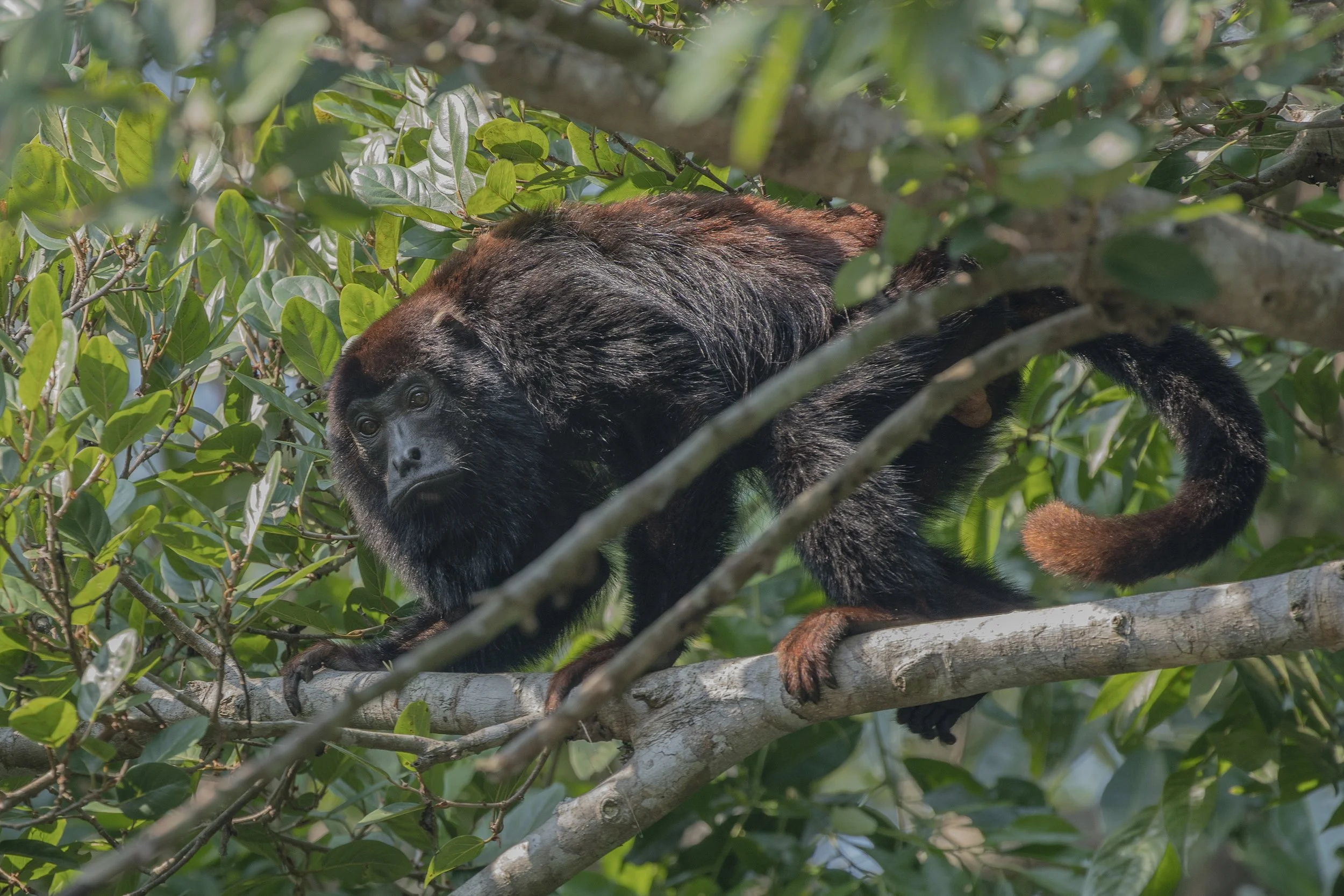 Red Handed Howler Monkey, Brazil