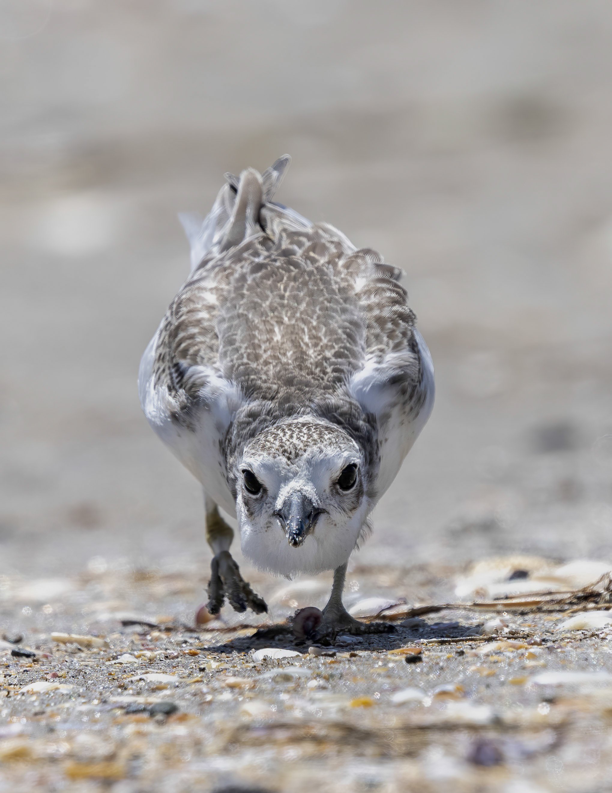  Red Breasted Dotterel