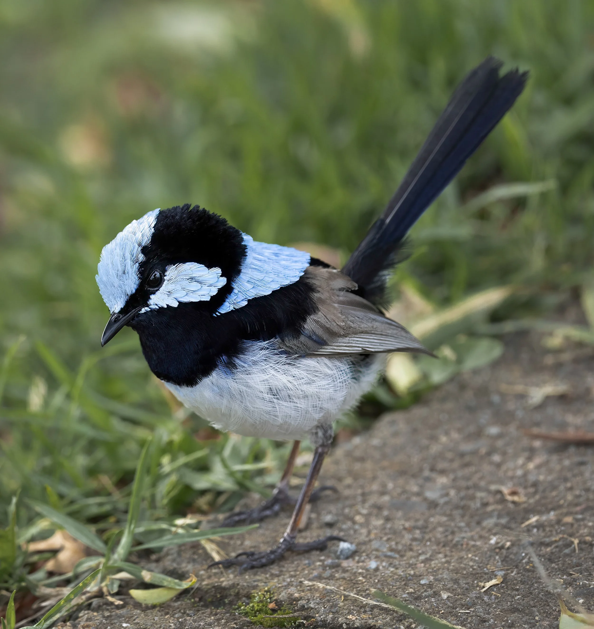 Superb Fairywren