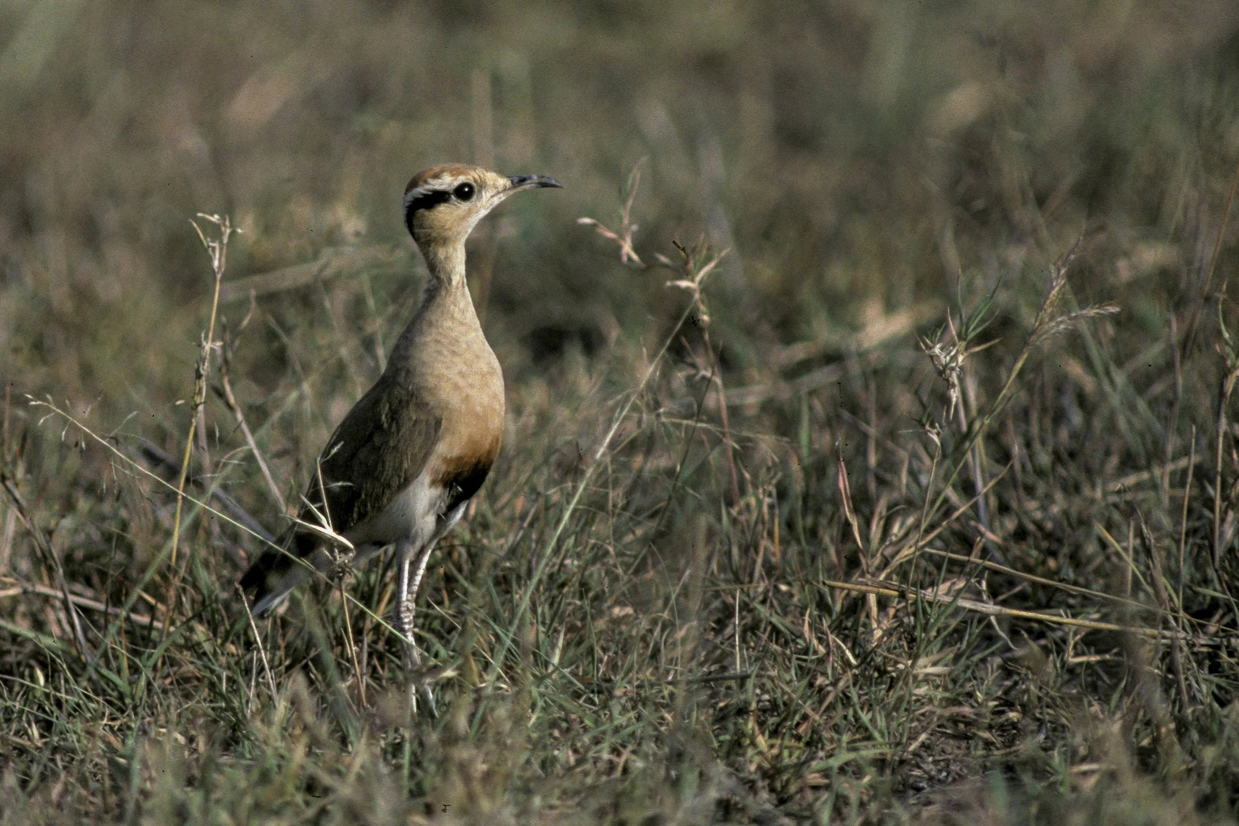  Temmincks Courser