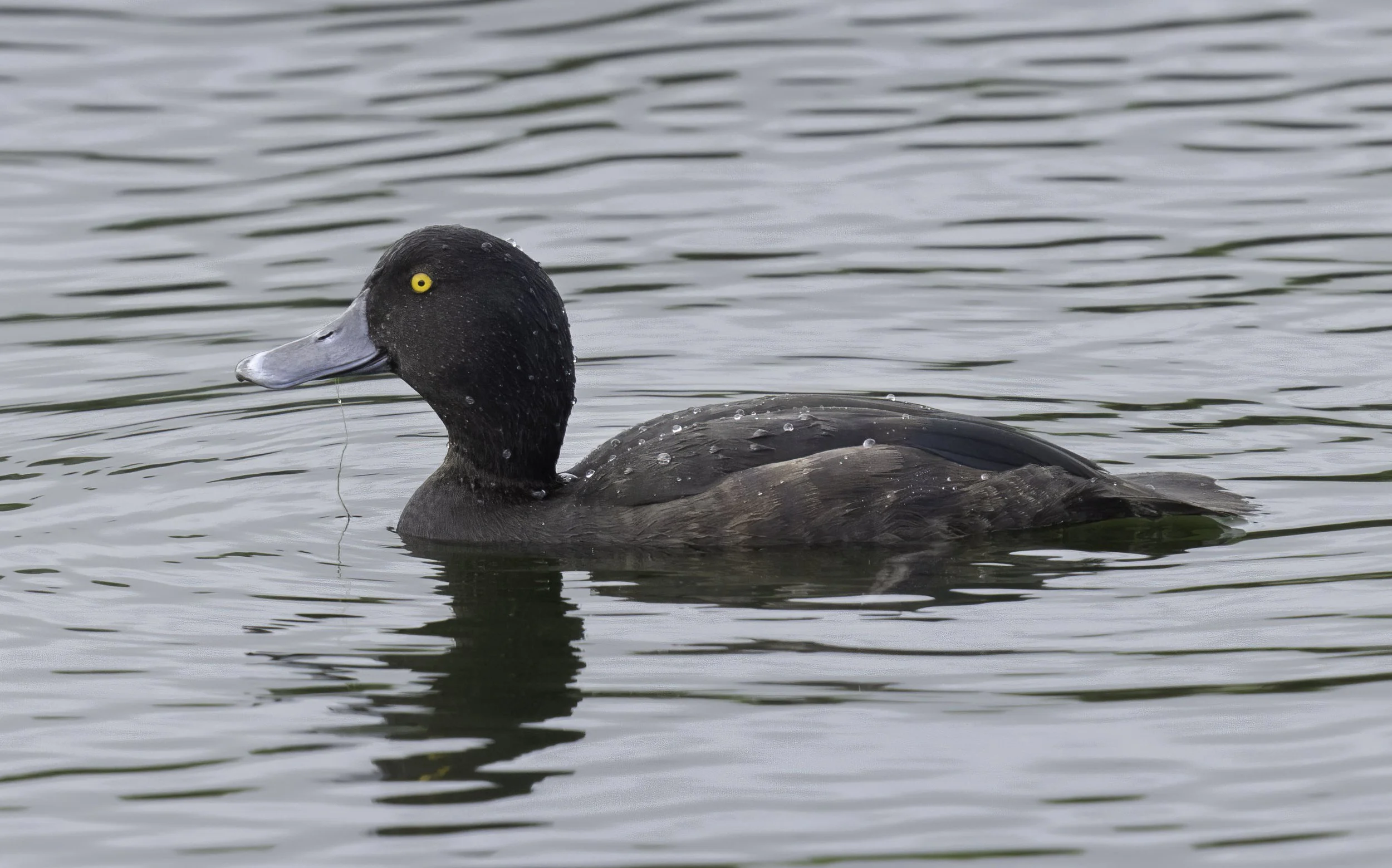 New Zealand Scaup