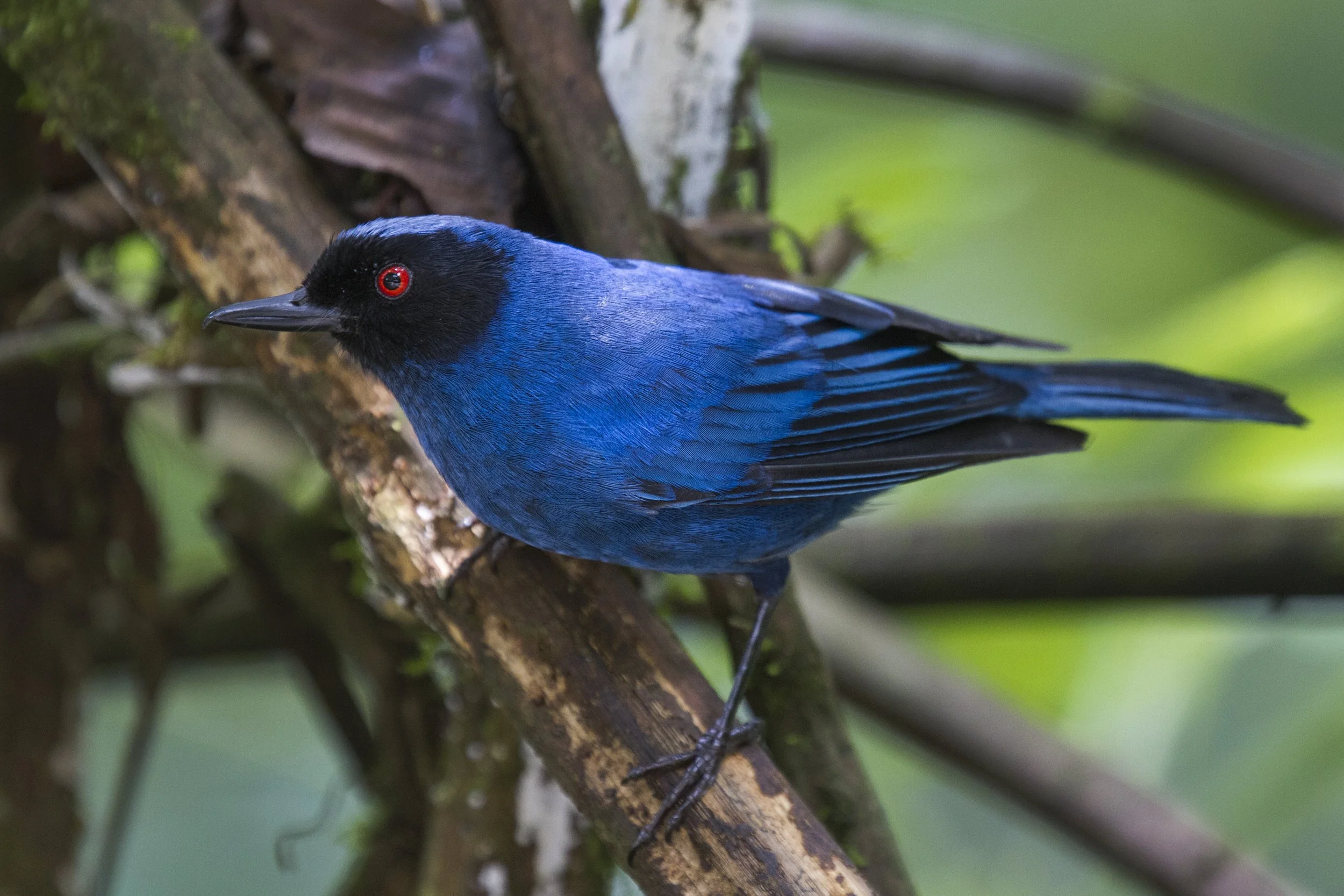 Masked Flowerpiercer