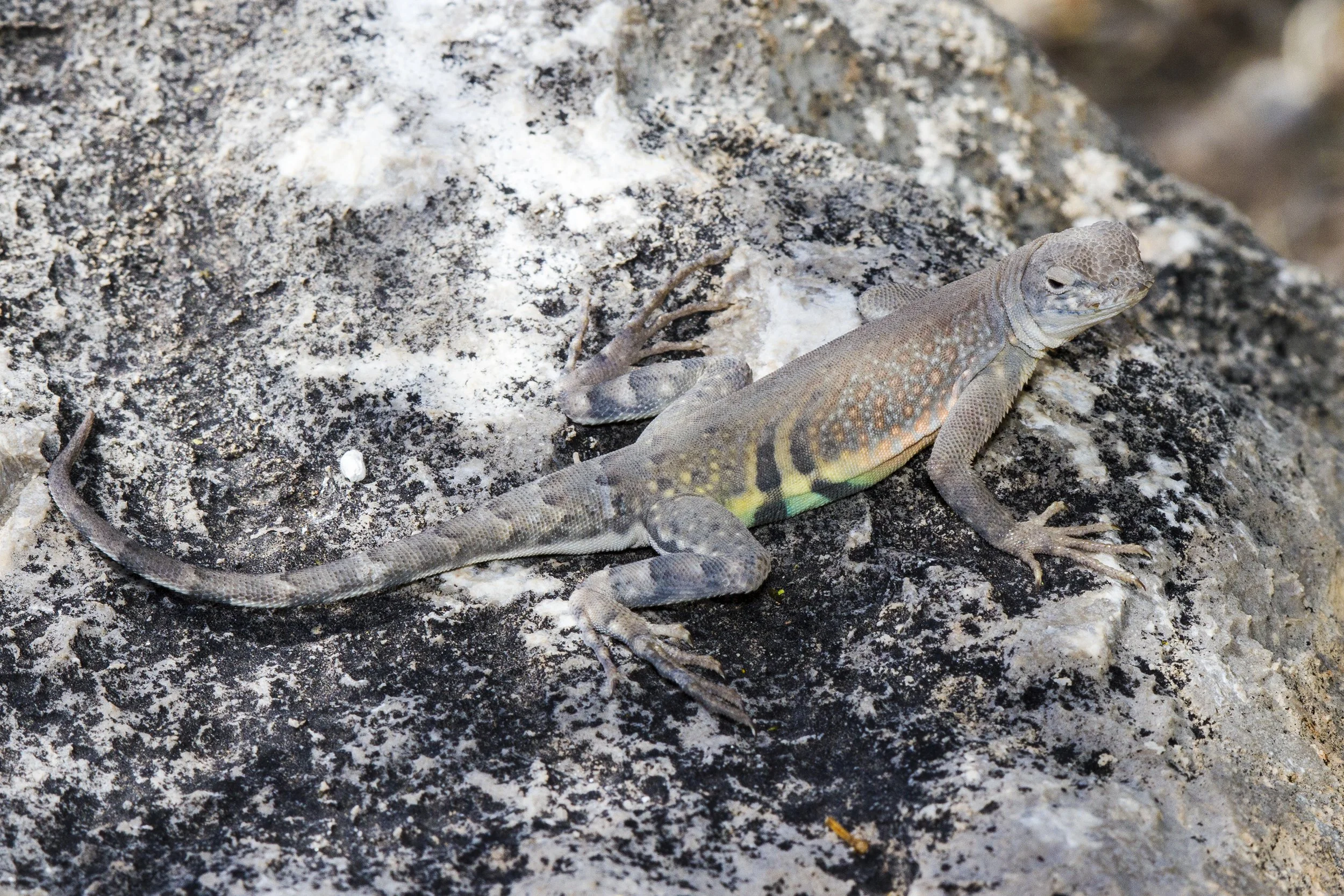 Greater Earless Lizard, NM