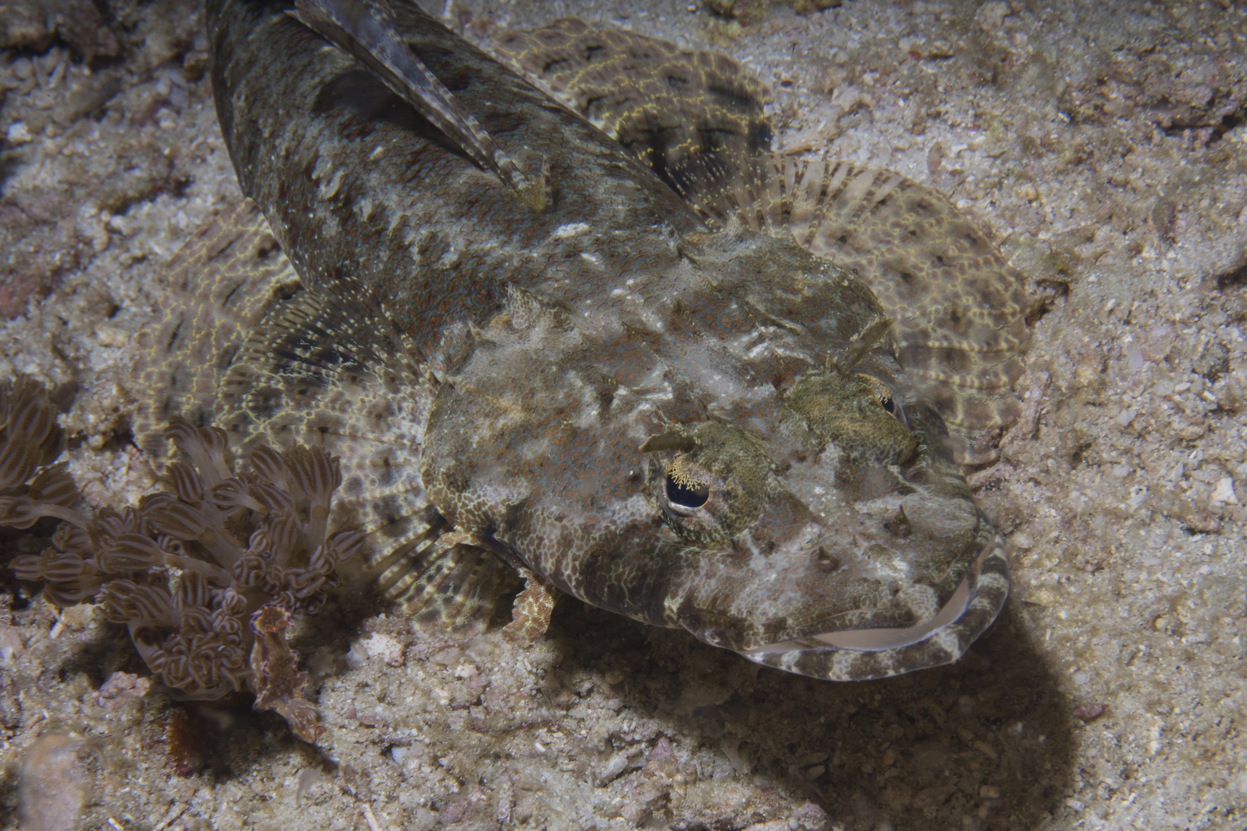Komodo_DSC08032.jpg