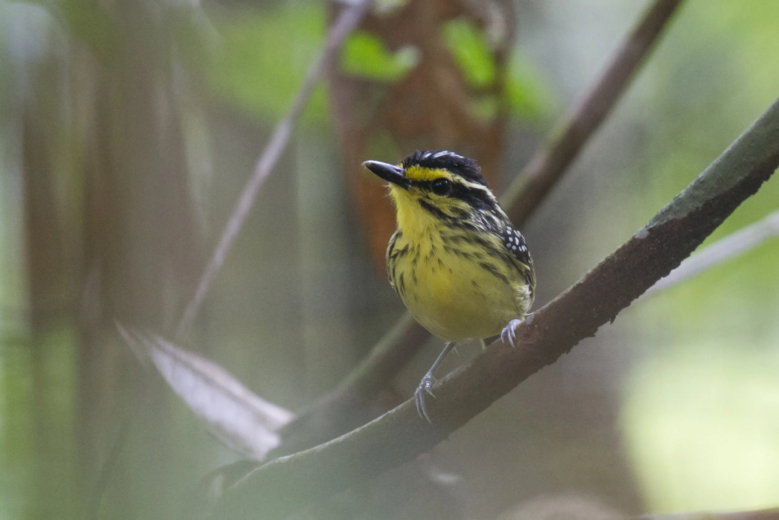 Yellow Browed Antbird
