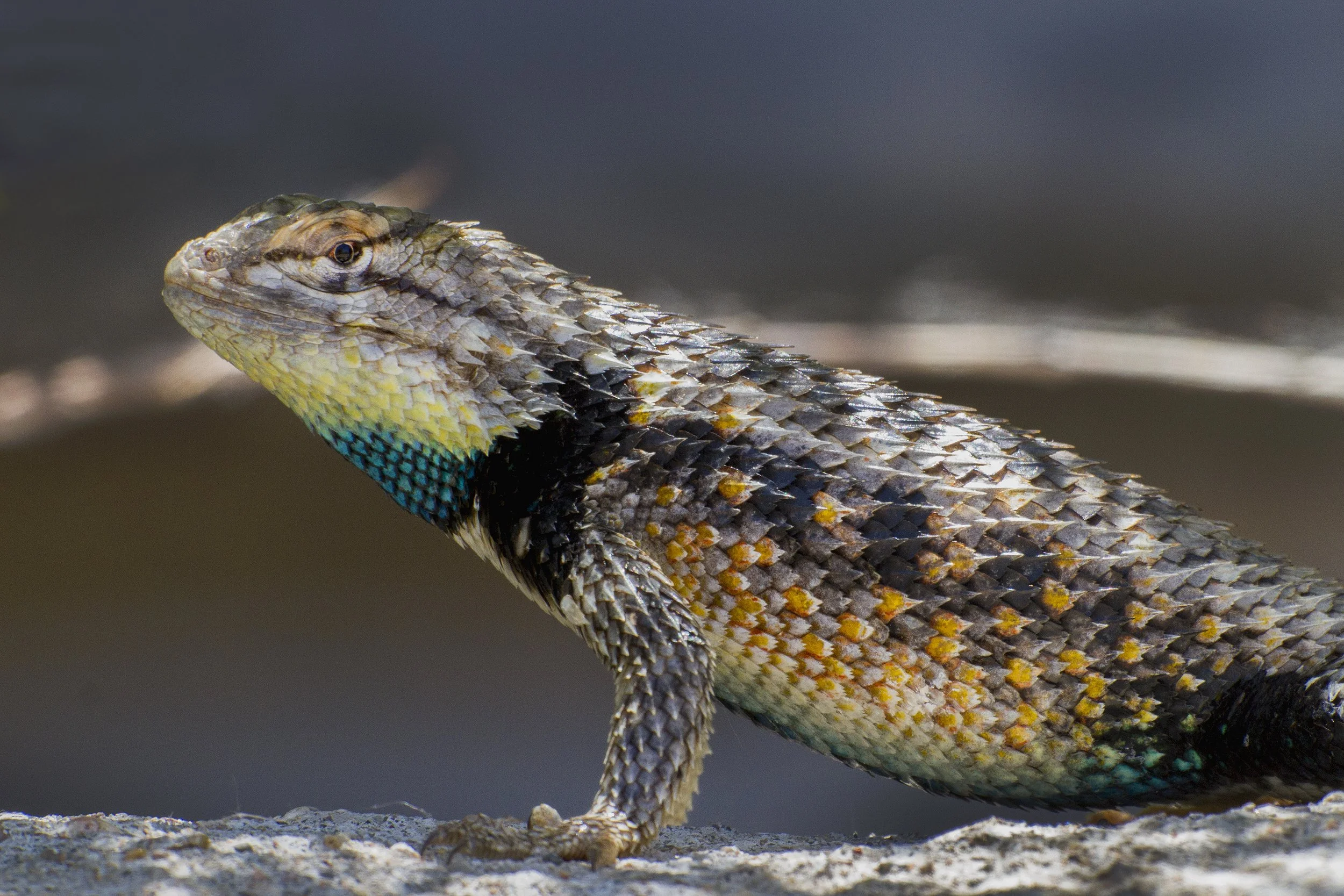Desert Spiny Lizard, NM