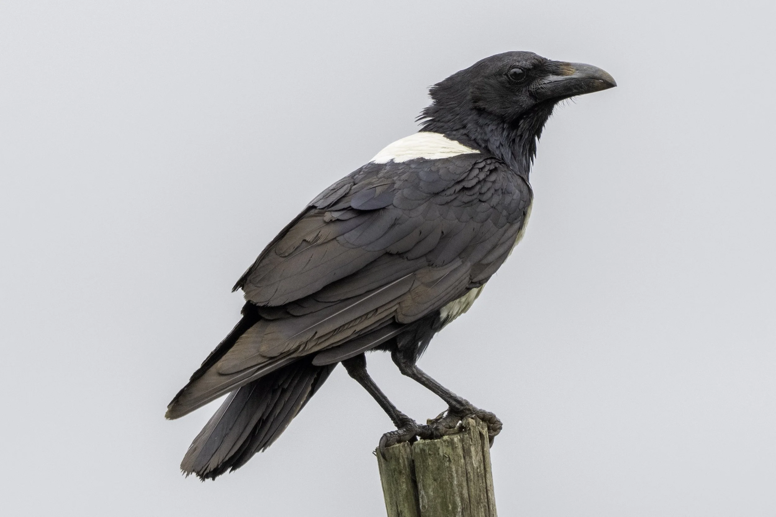 Pied Crow