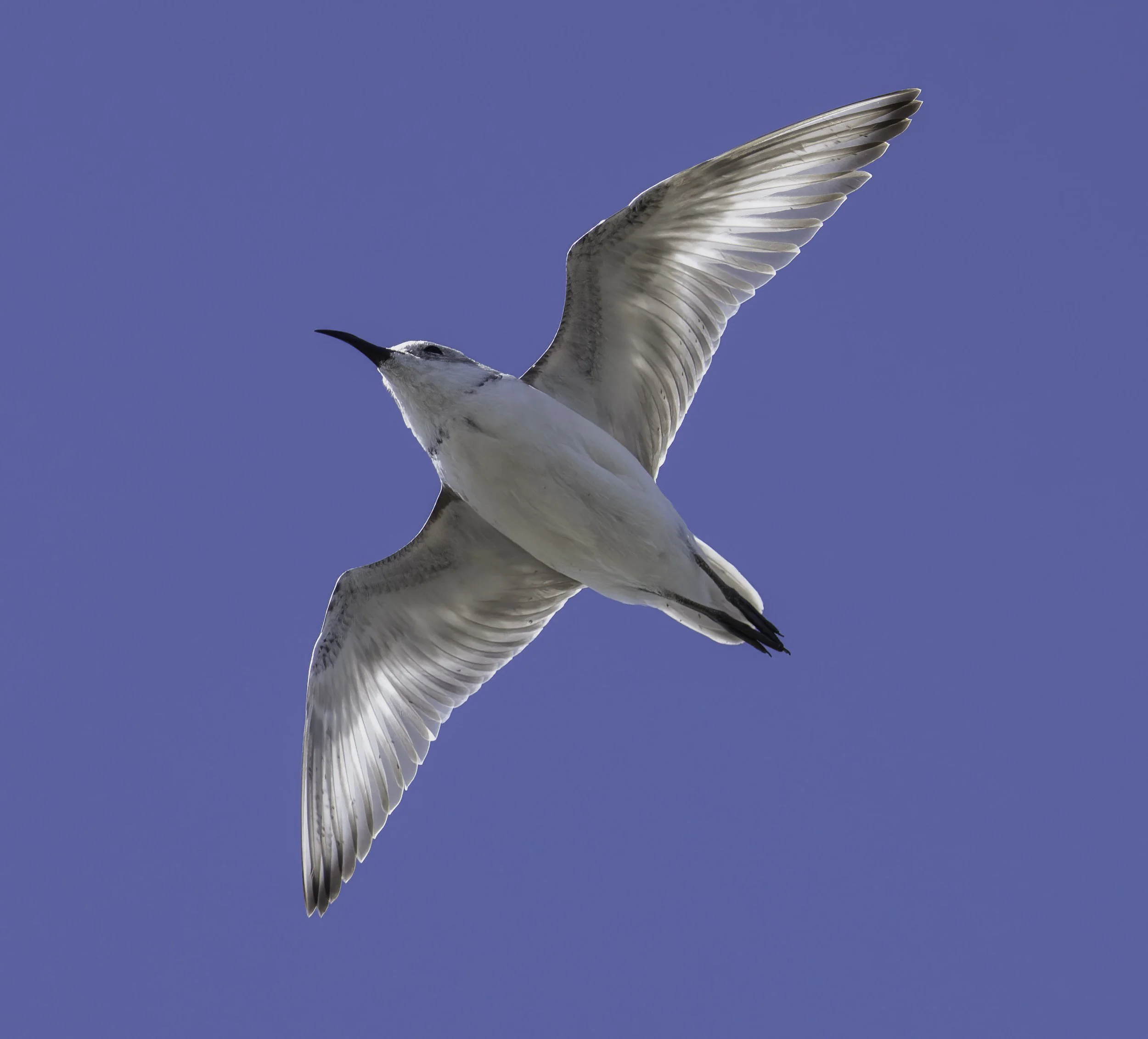 Wrybill