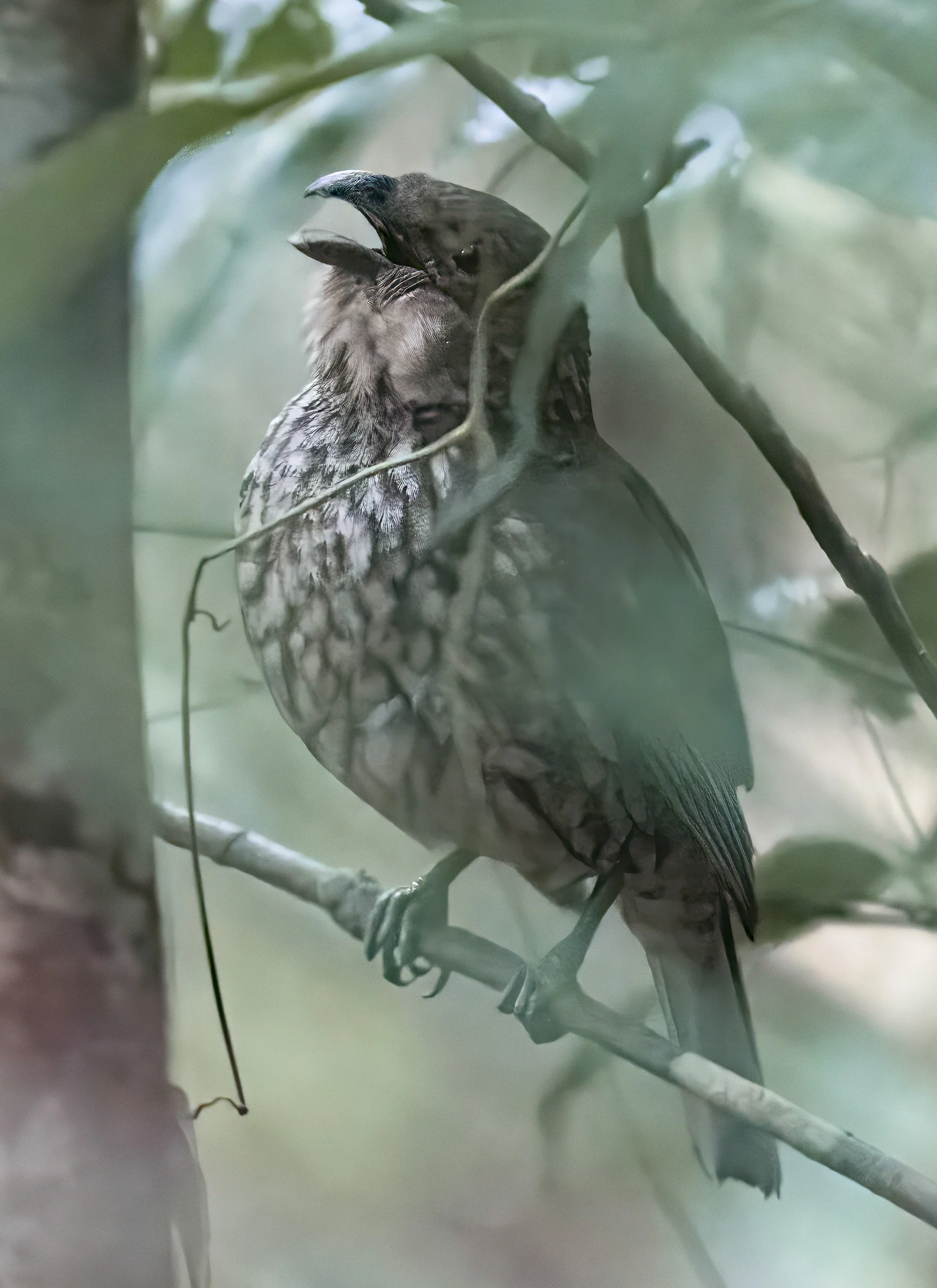 Tooth Billed Bowerbird