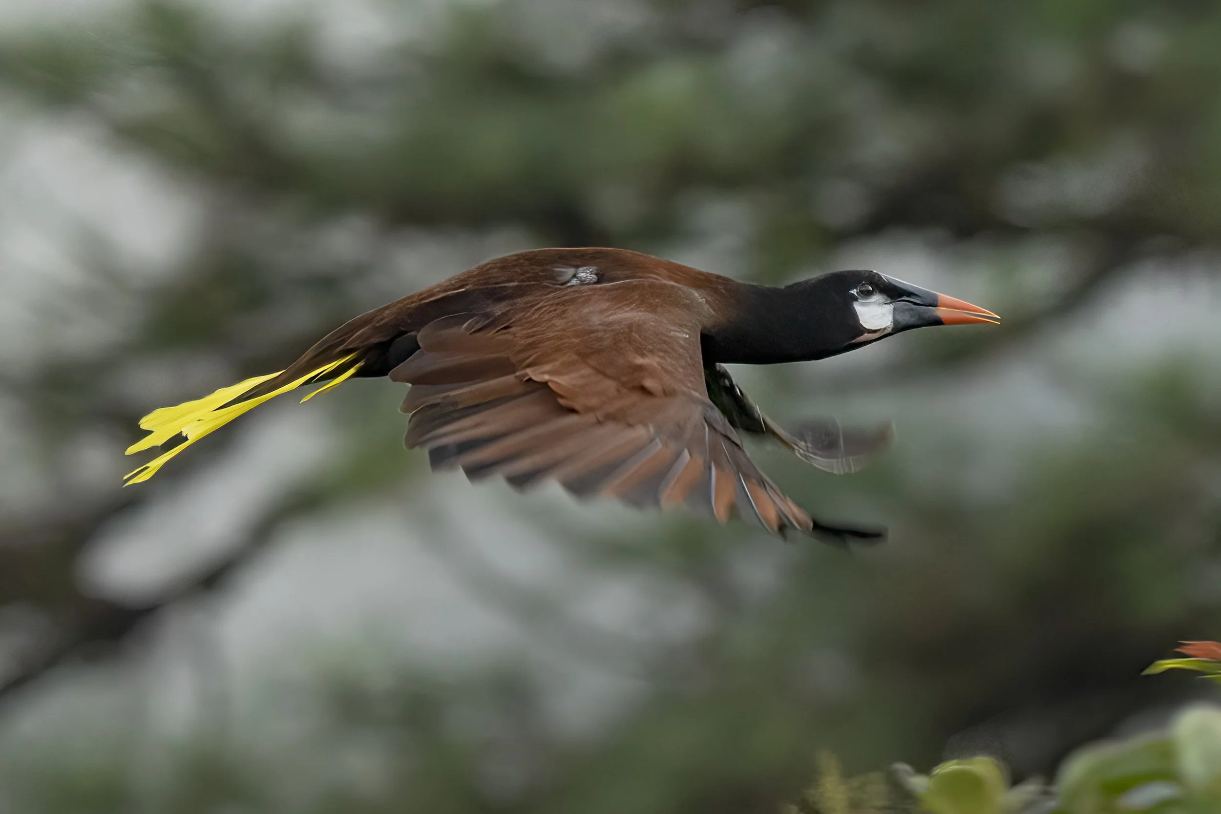 Montezuma Oropendola