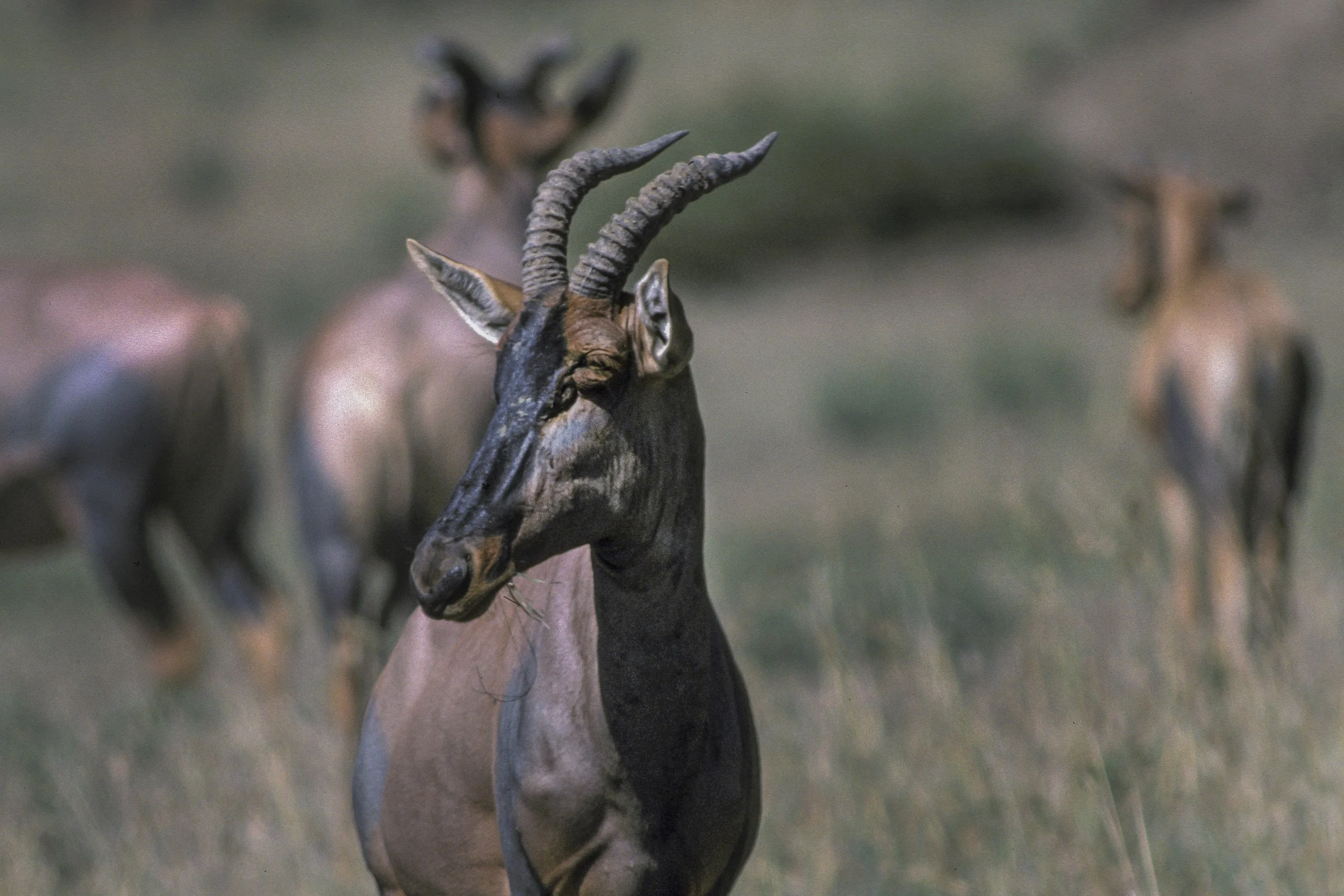 Topi