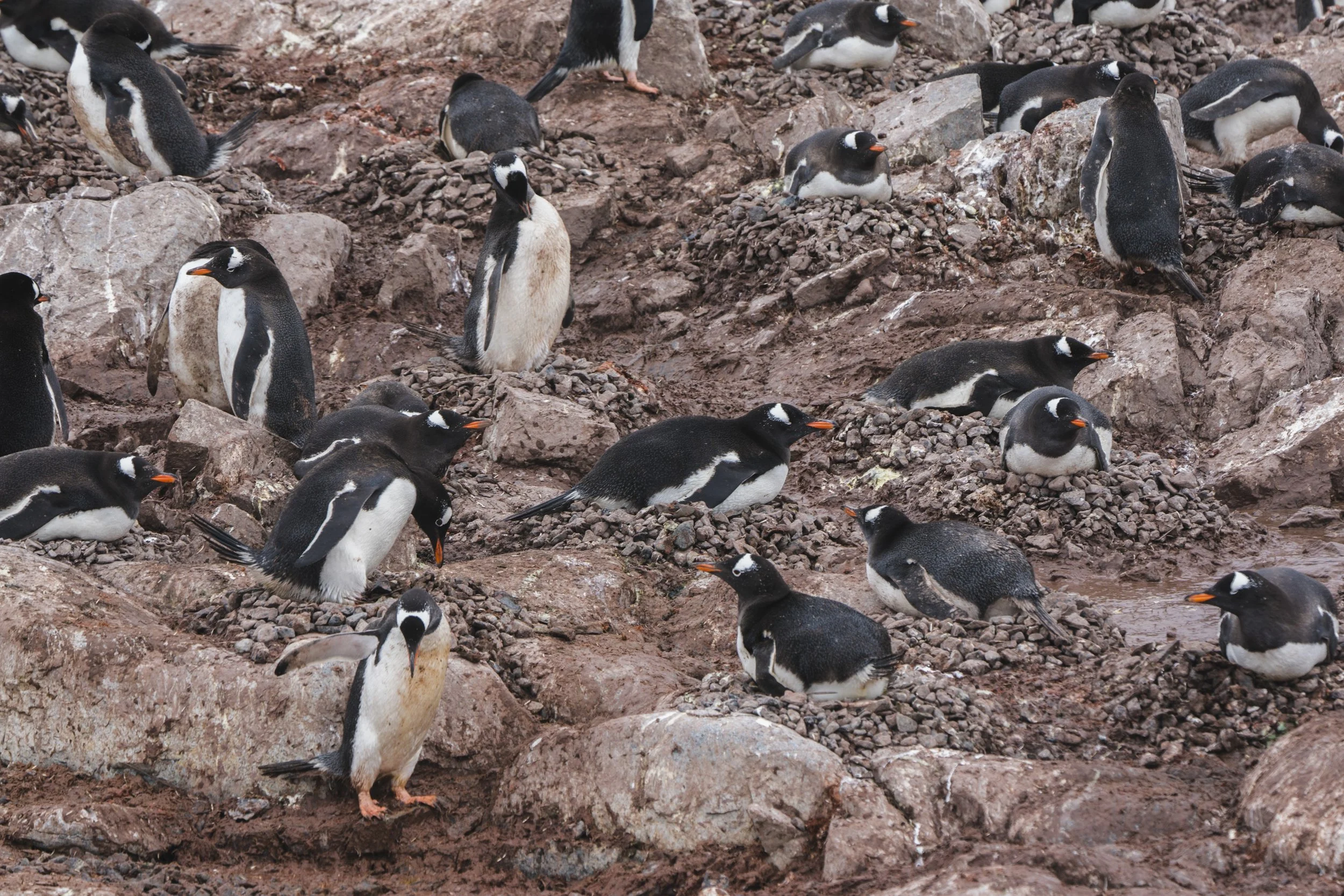 Gentoo Penguin