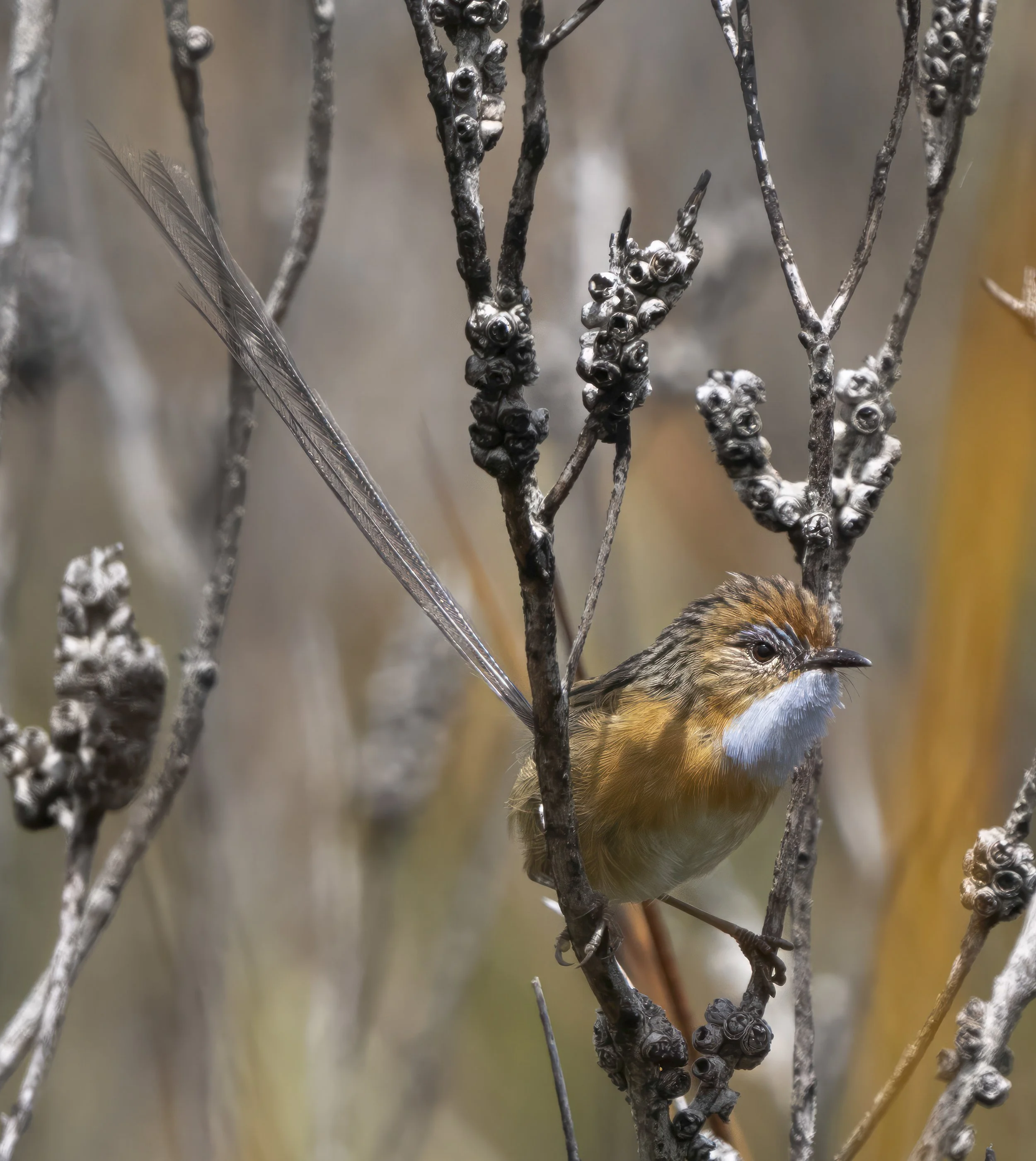 Southern Emuwren