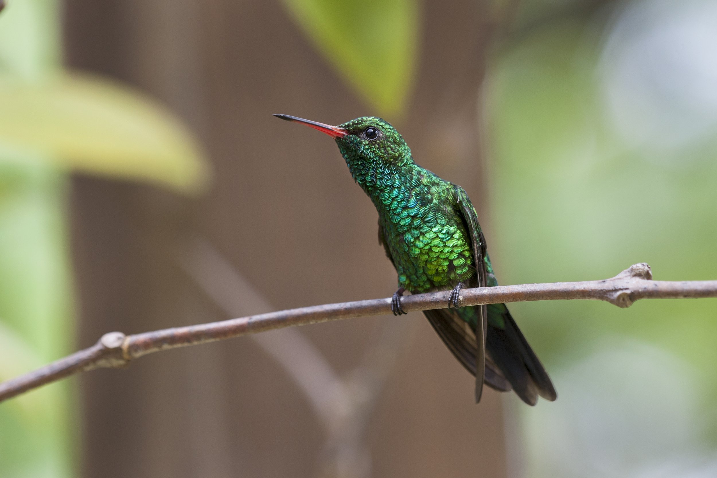 Blue-Tailed (Canivet's) Emerald
