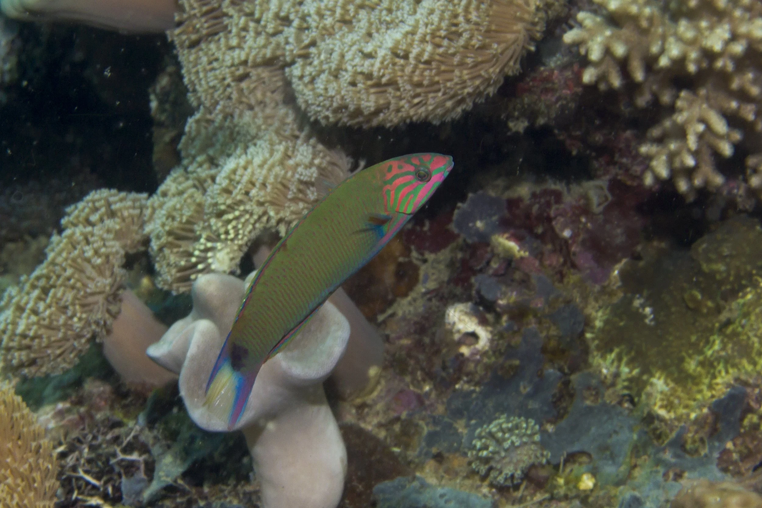 Halmahera_IMG_1069.jpg