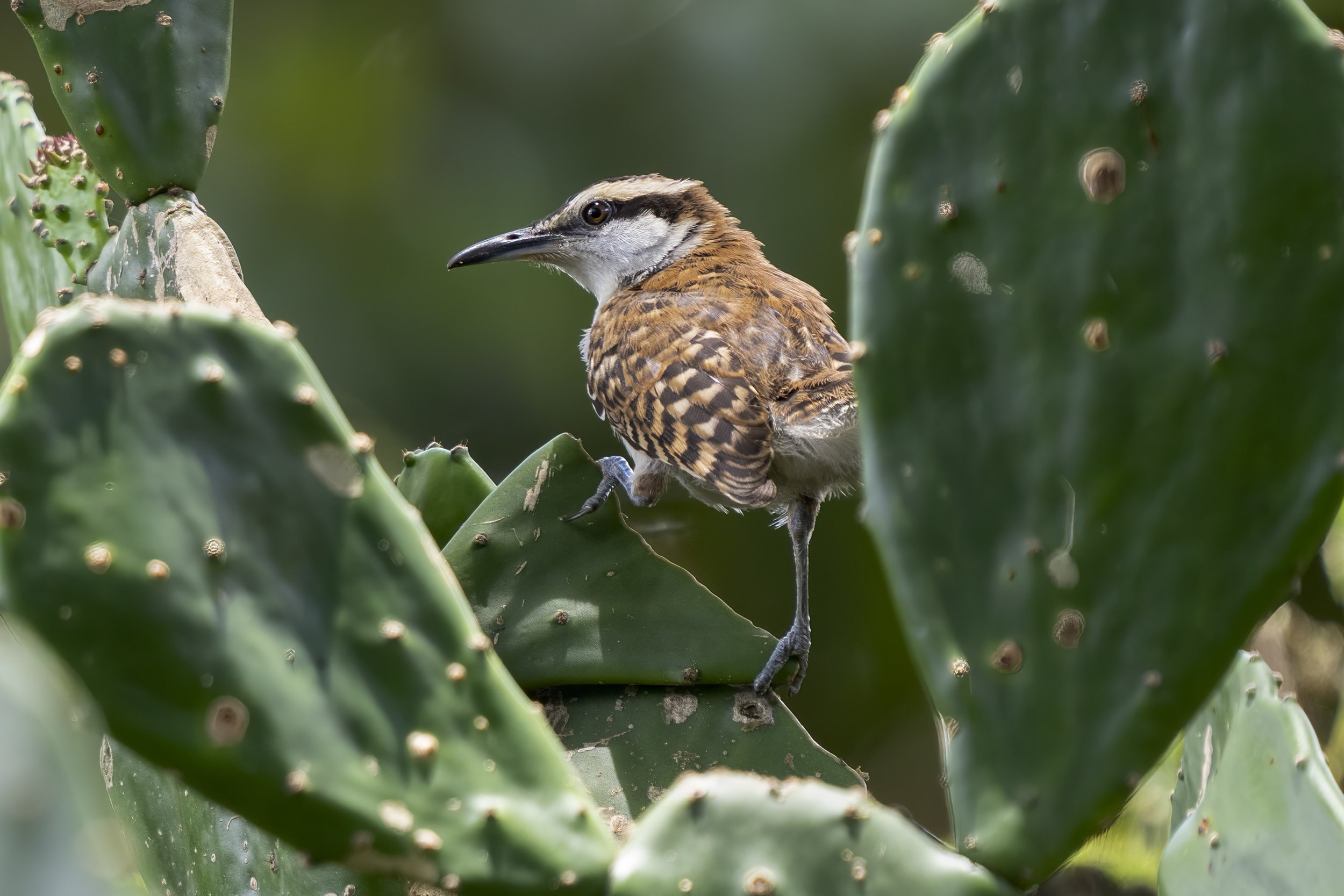 Rufous-Naped Wren