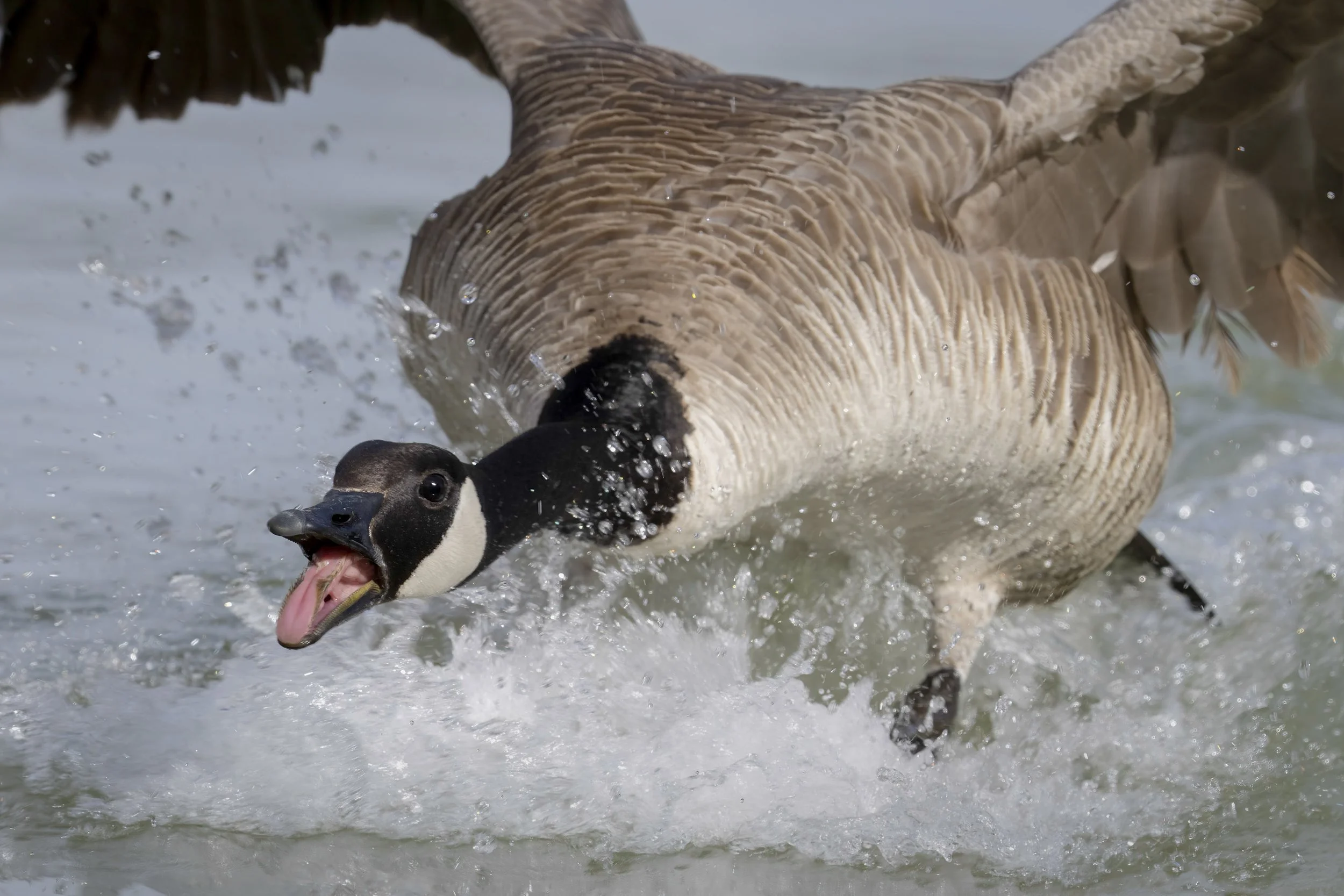 Canada Goose