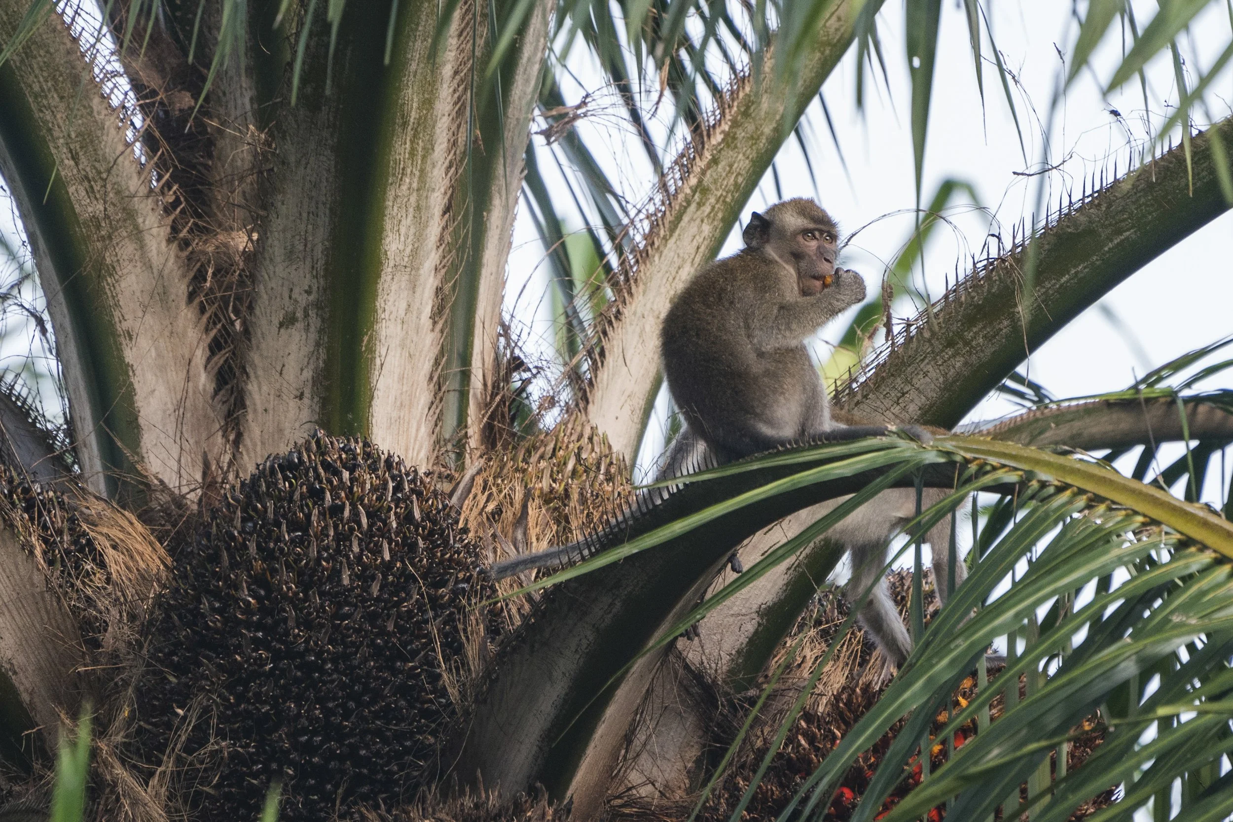 Long Tailed Macaque