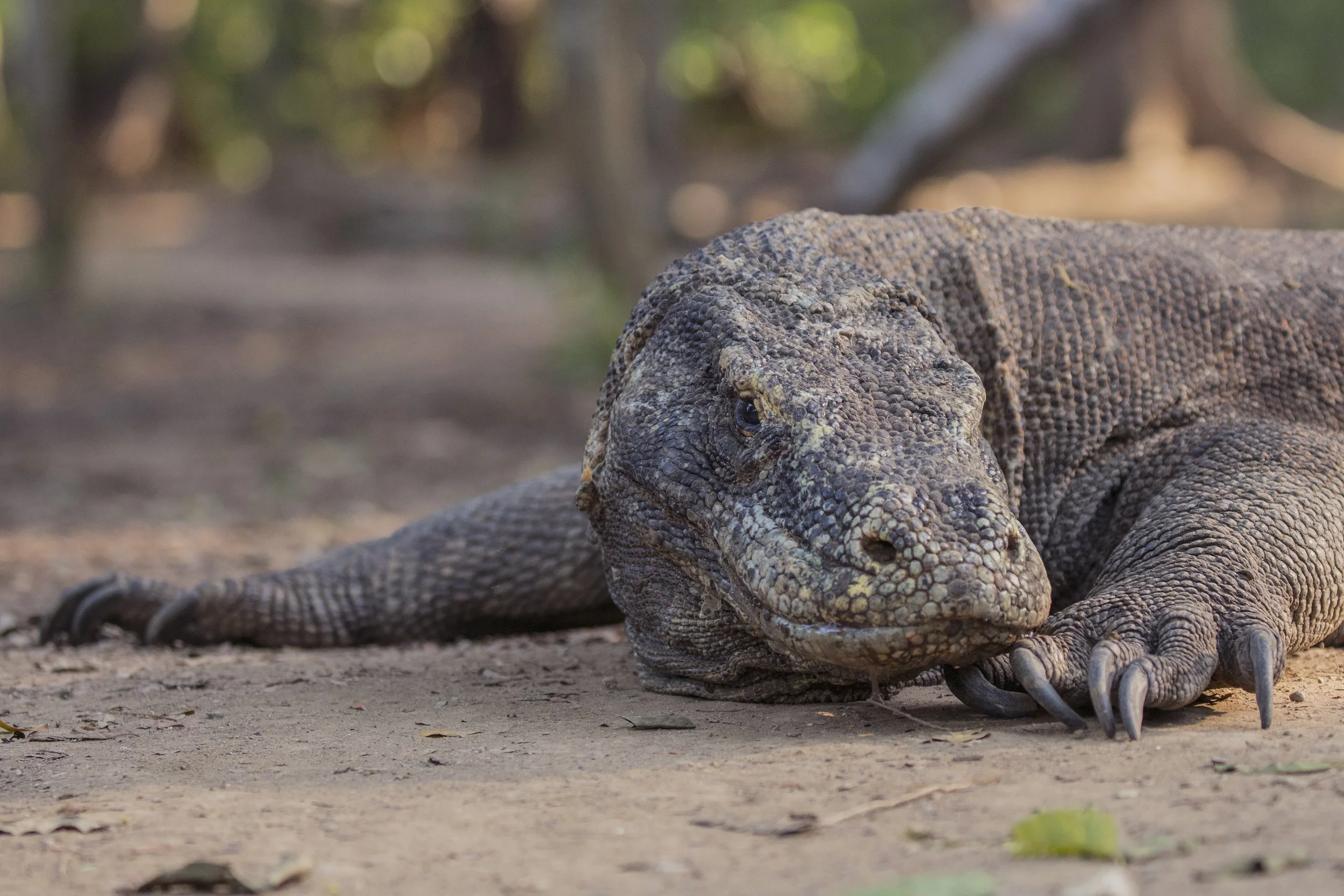 Komodo_DSC03328.jpg