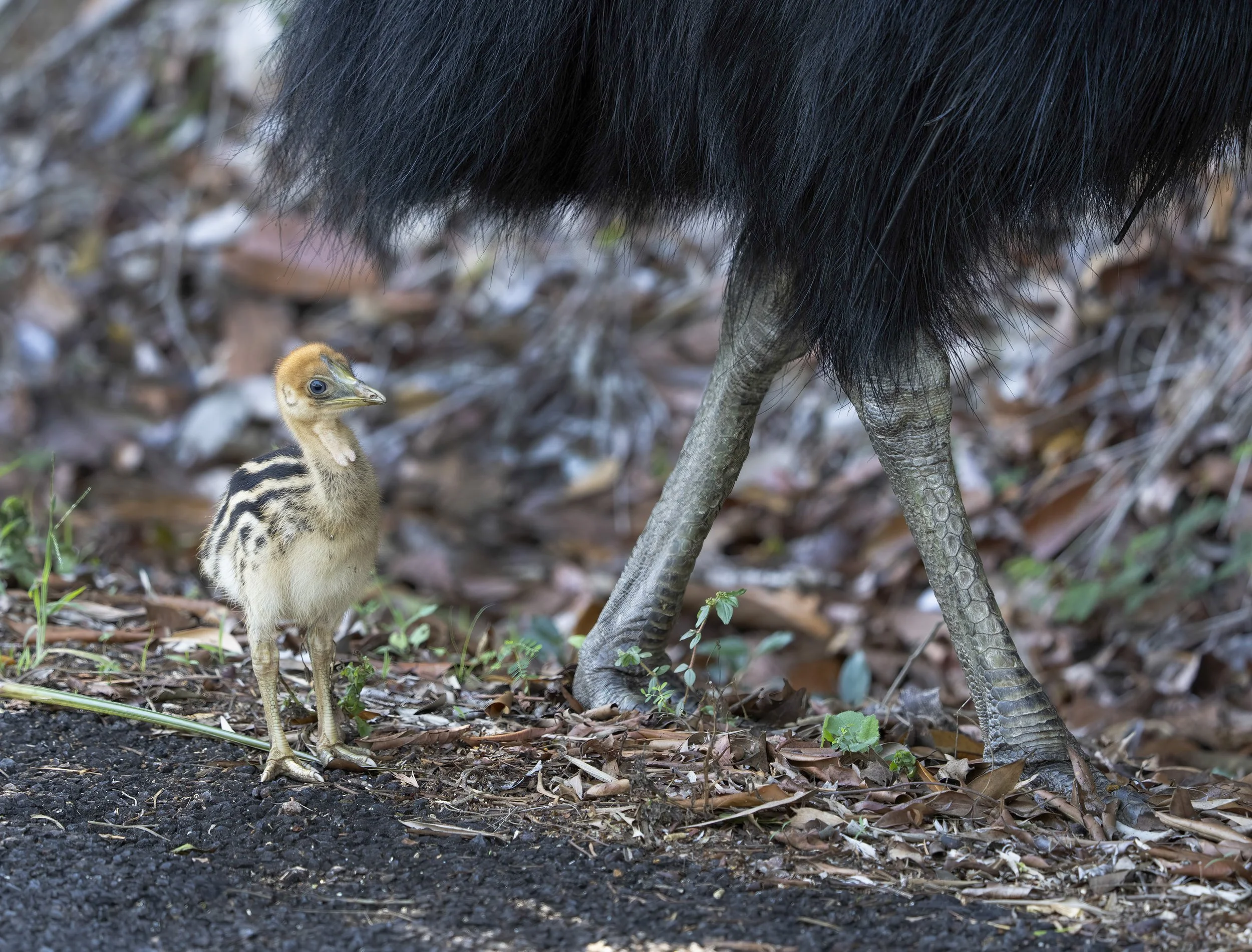 Southern Cassowary