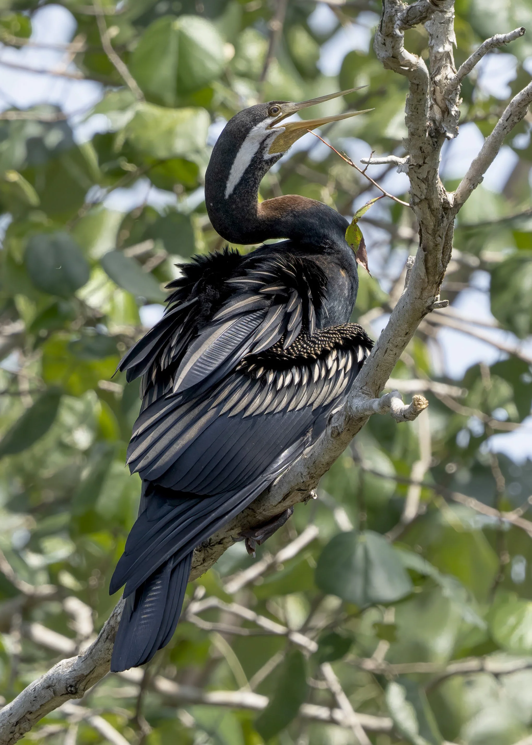 Australasian Darter