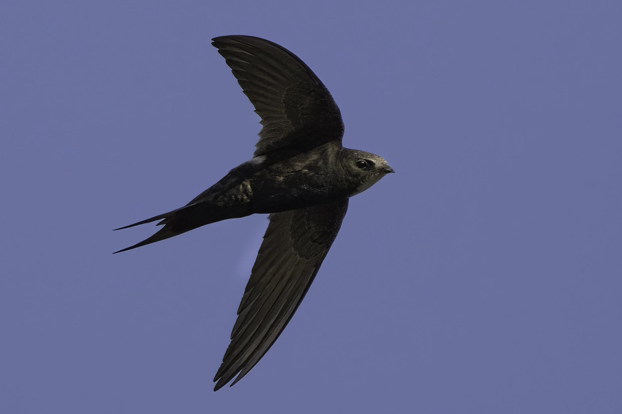 African Palm Swift