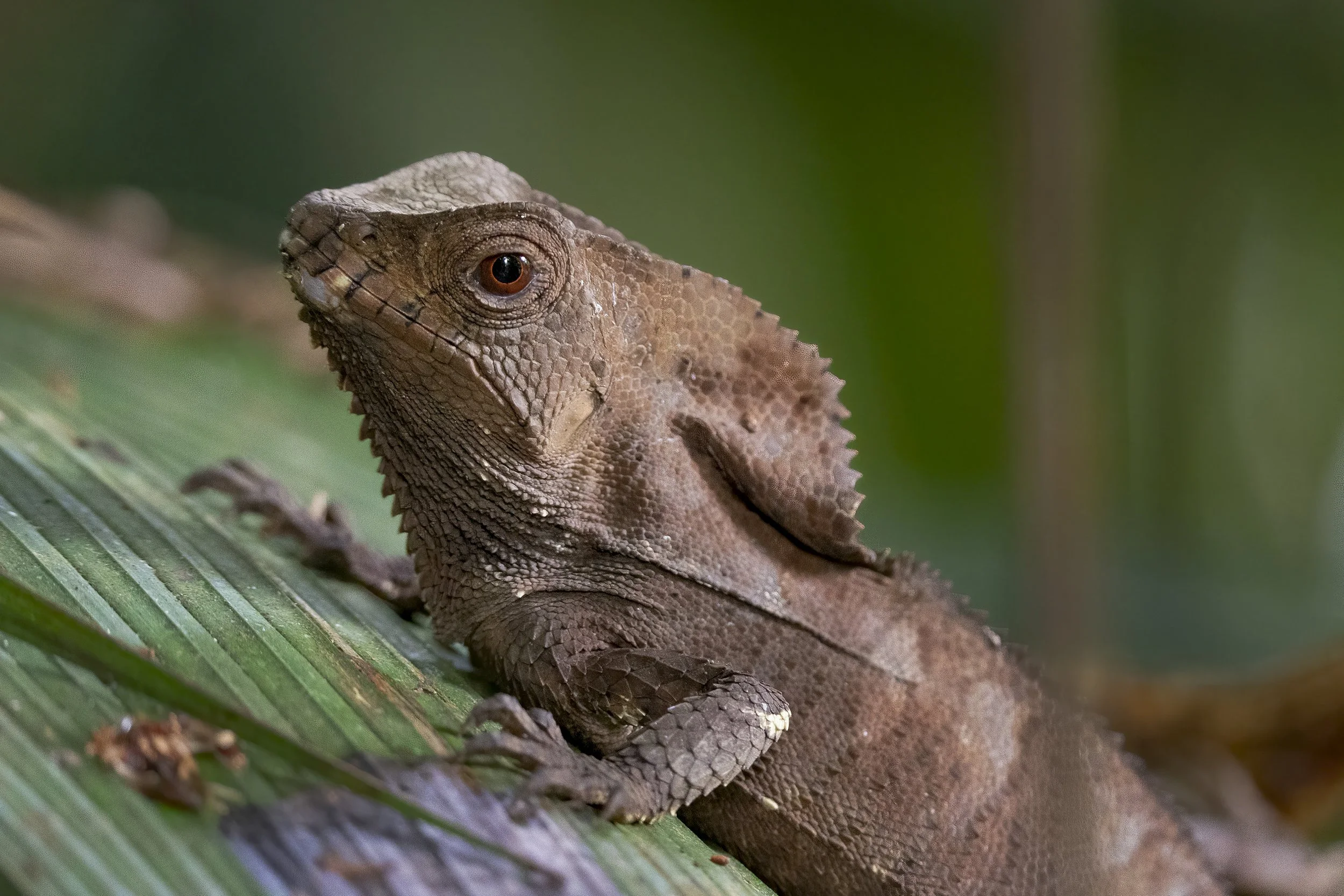 Basilisk