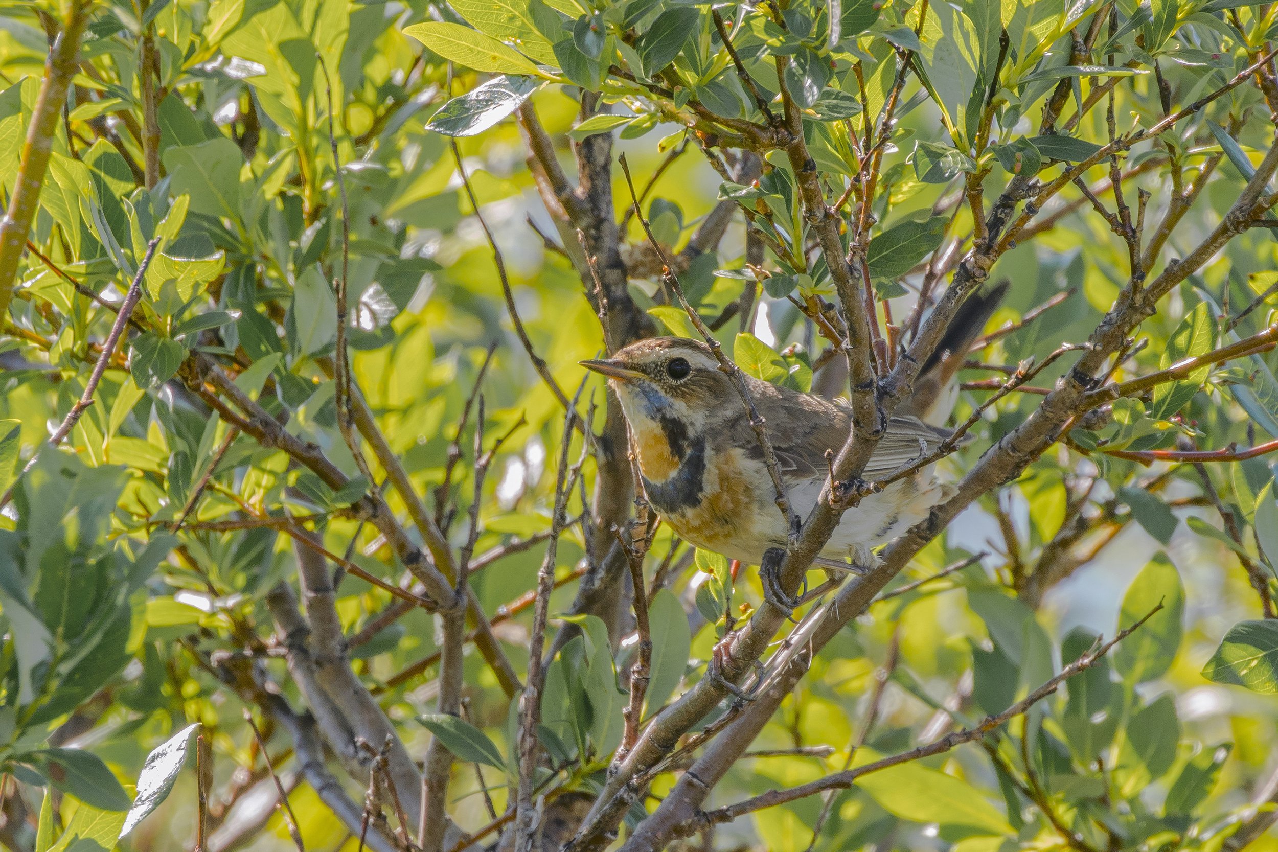 Bluethroat