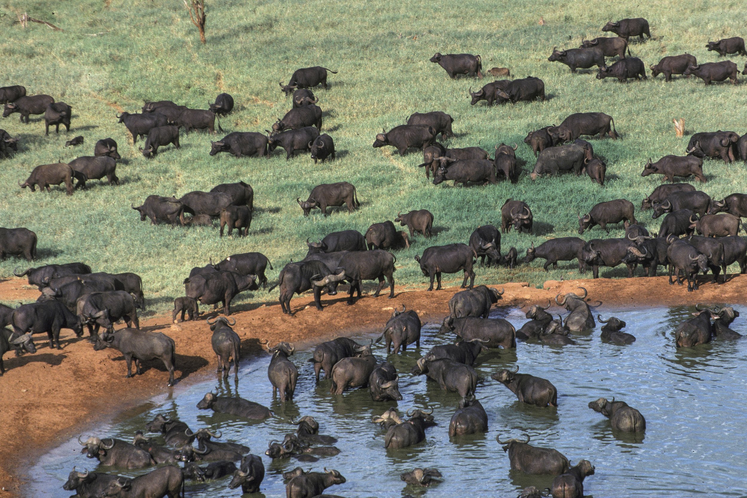 Cape Buffalo