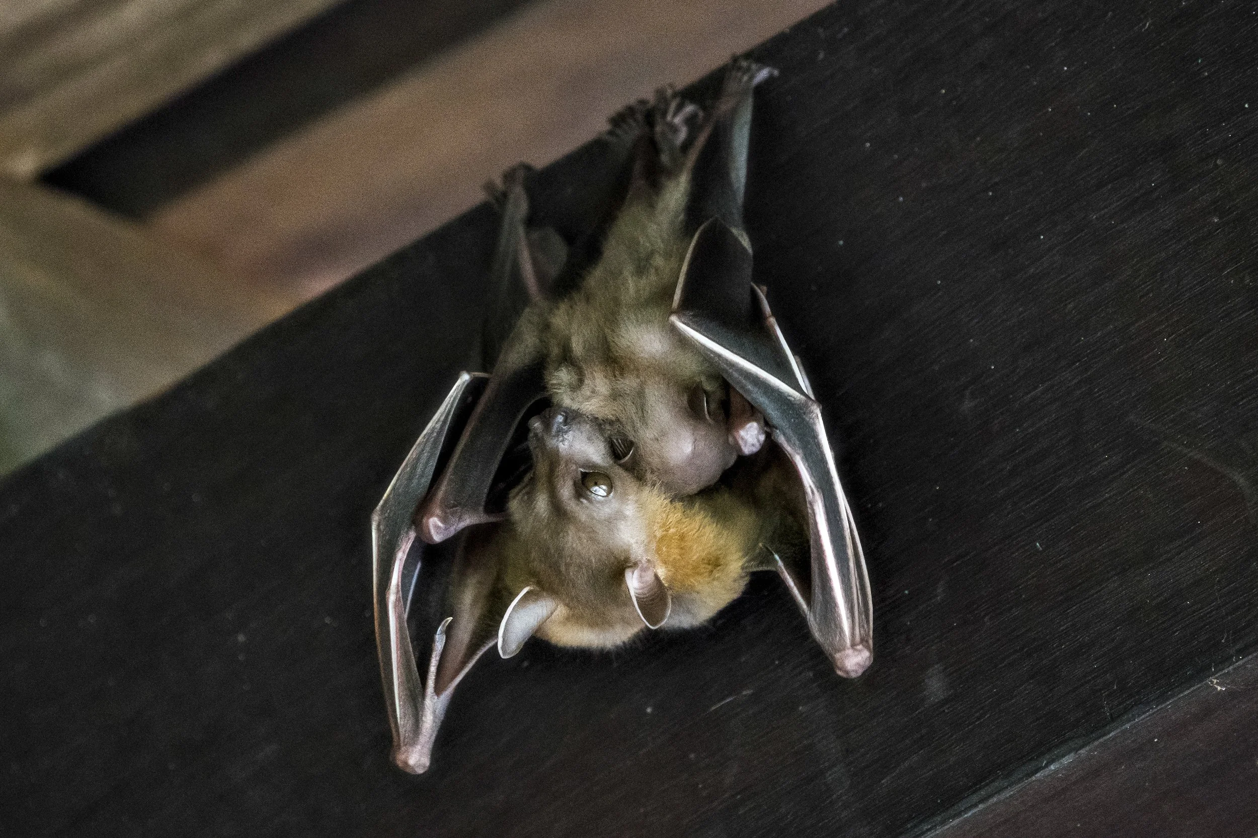 Bats, Singapore