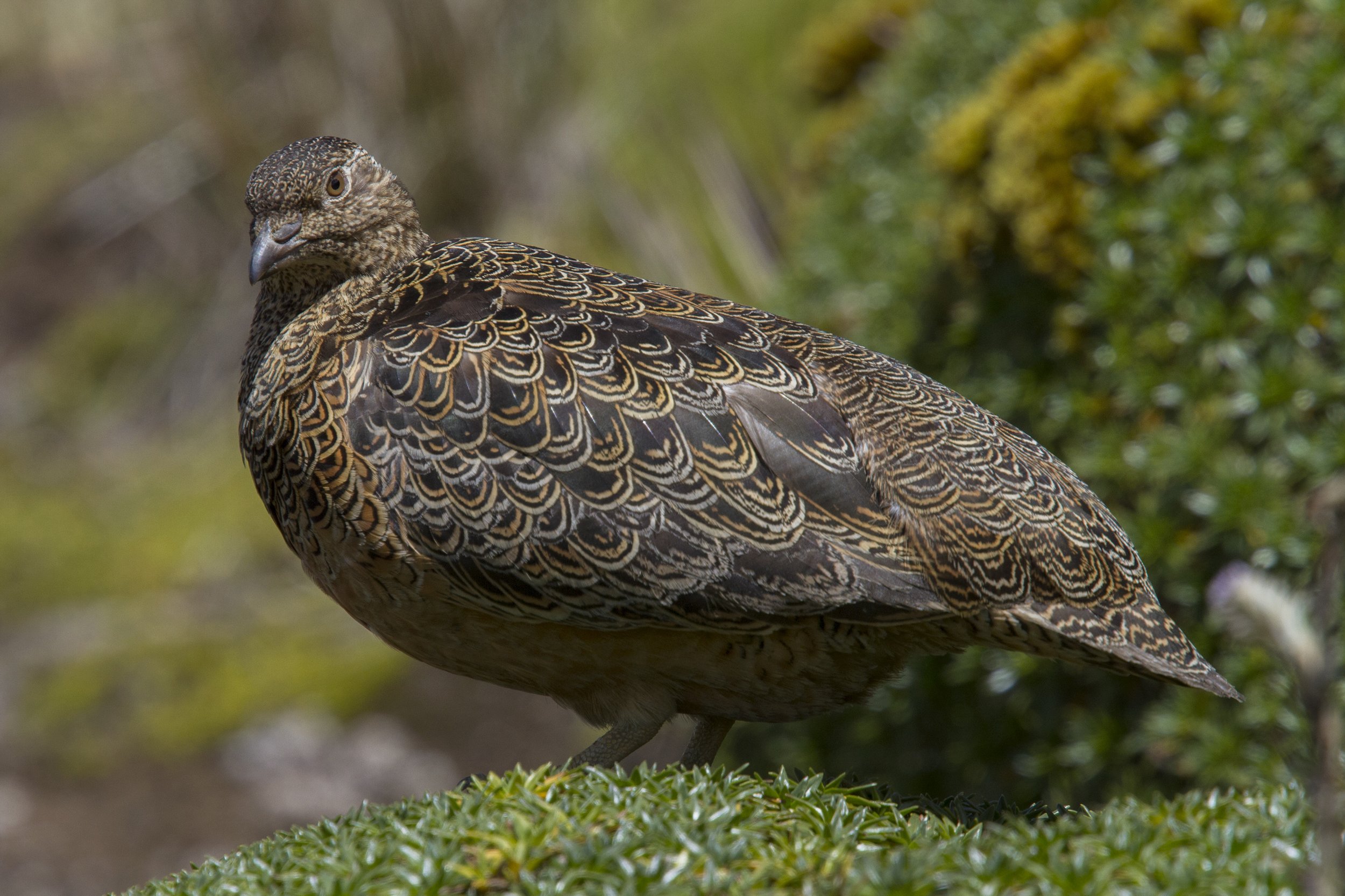 Rufous Bellied Seedsnipe