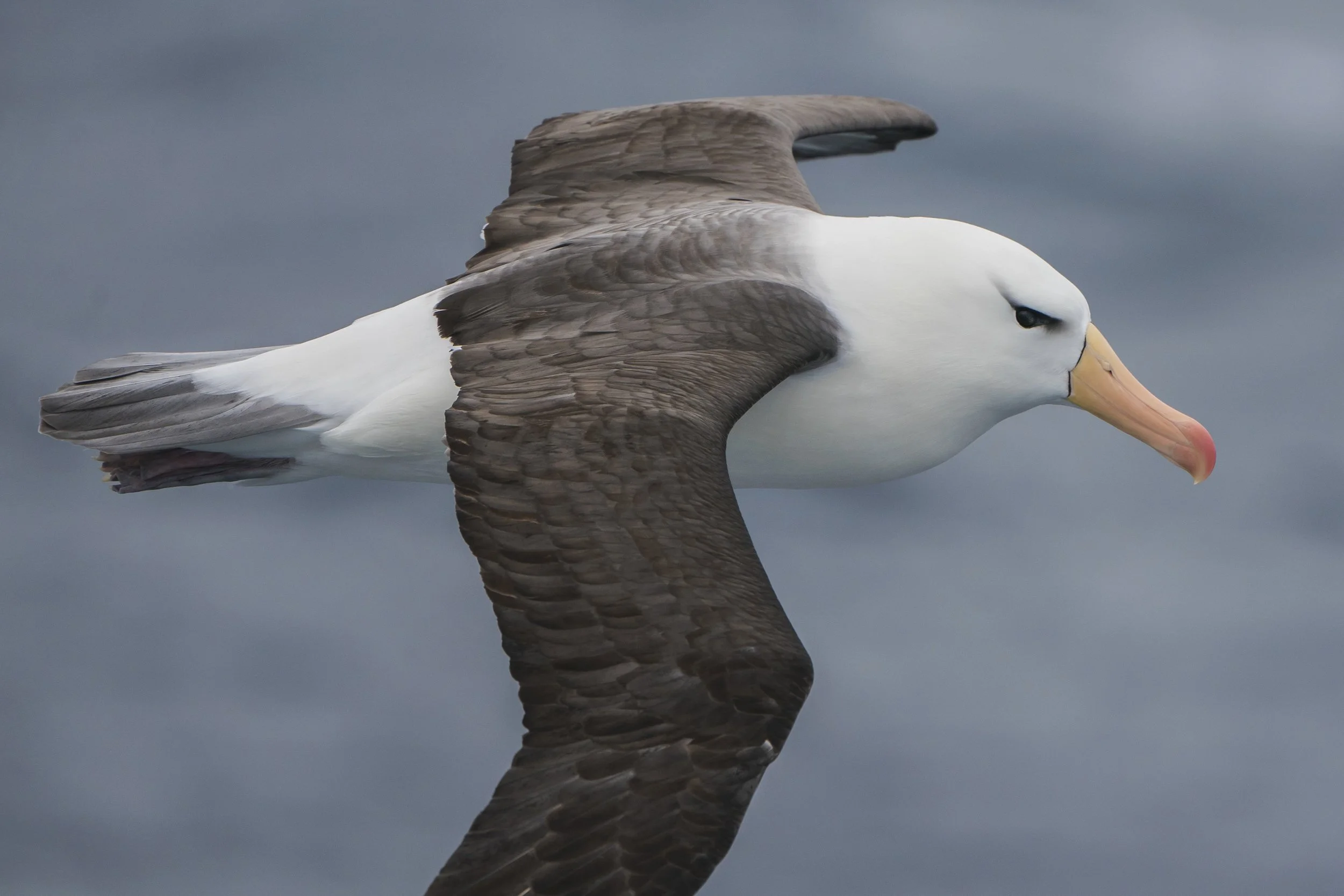 Black Browed Albatross