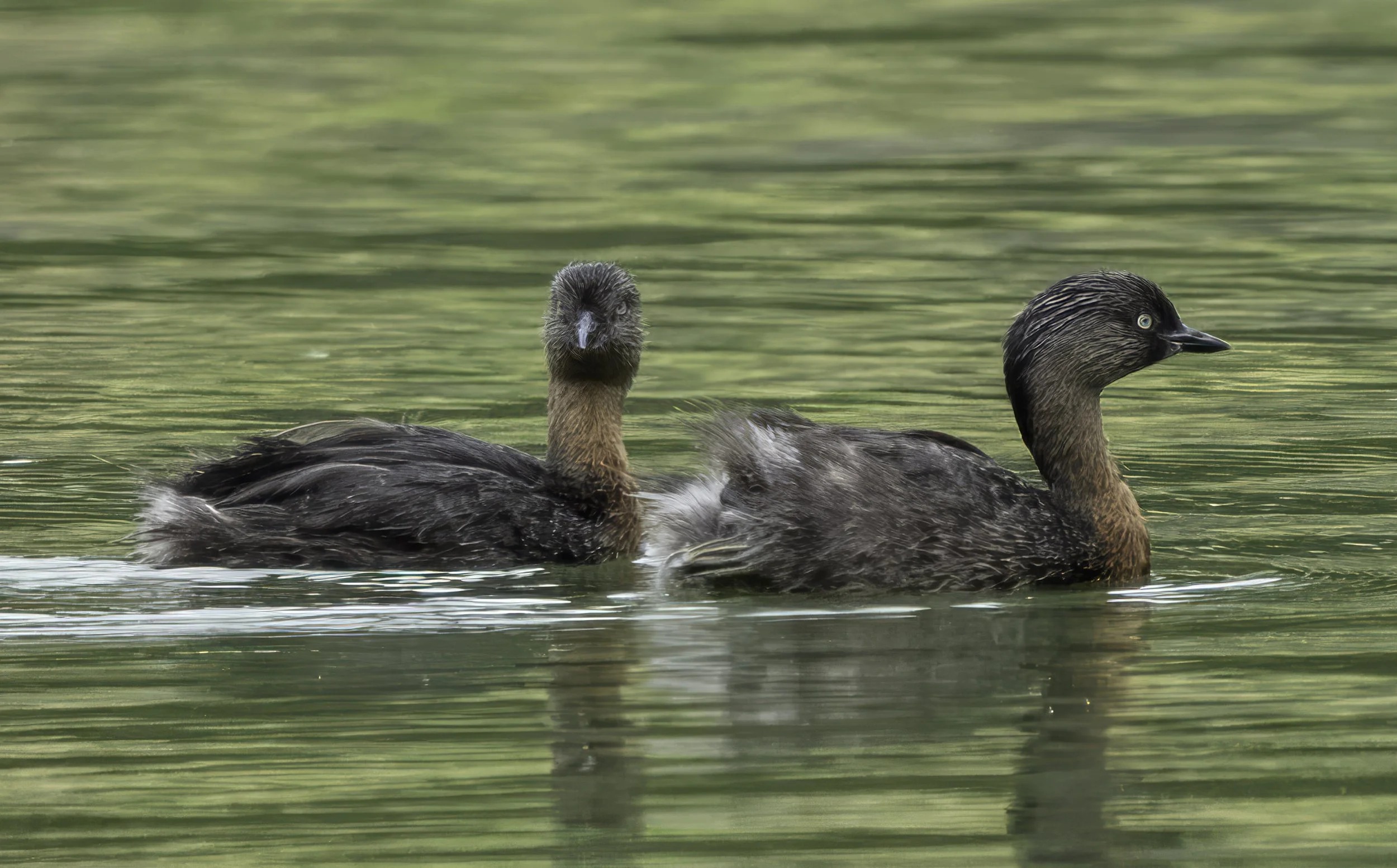 New Zealand Grebe