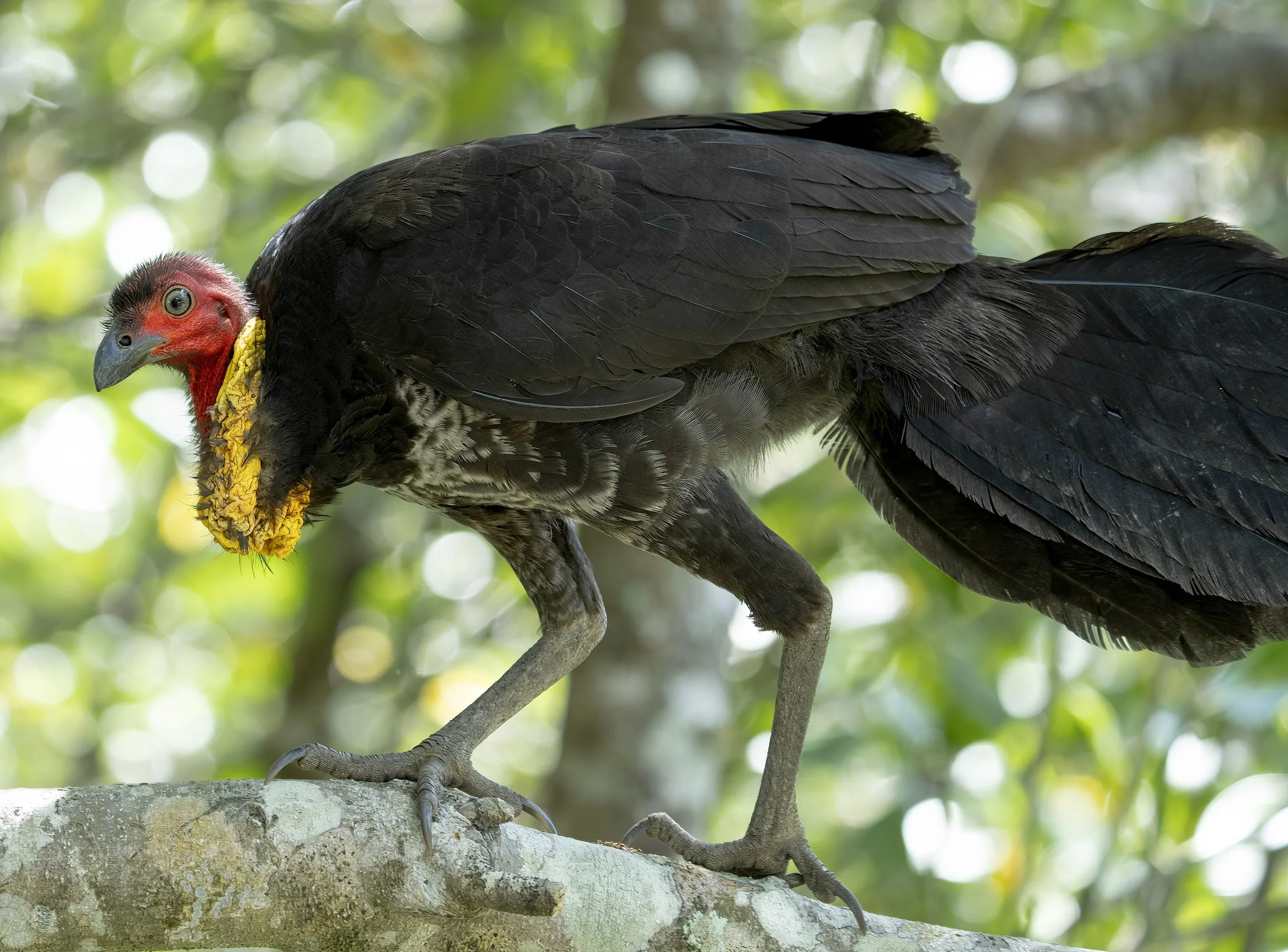 Australian Brushturkey