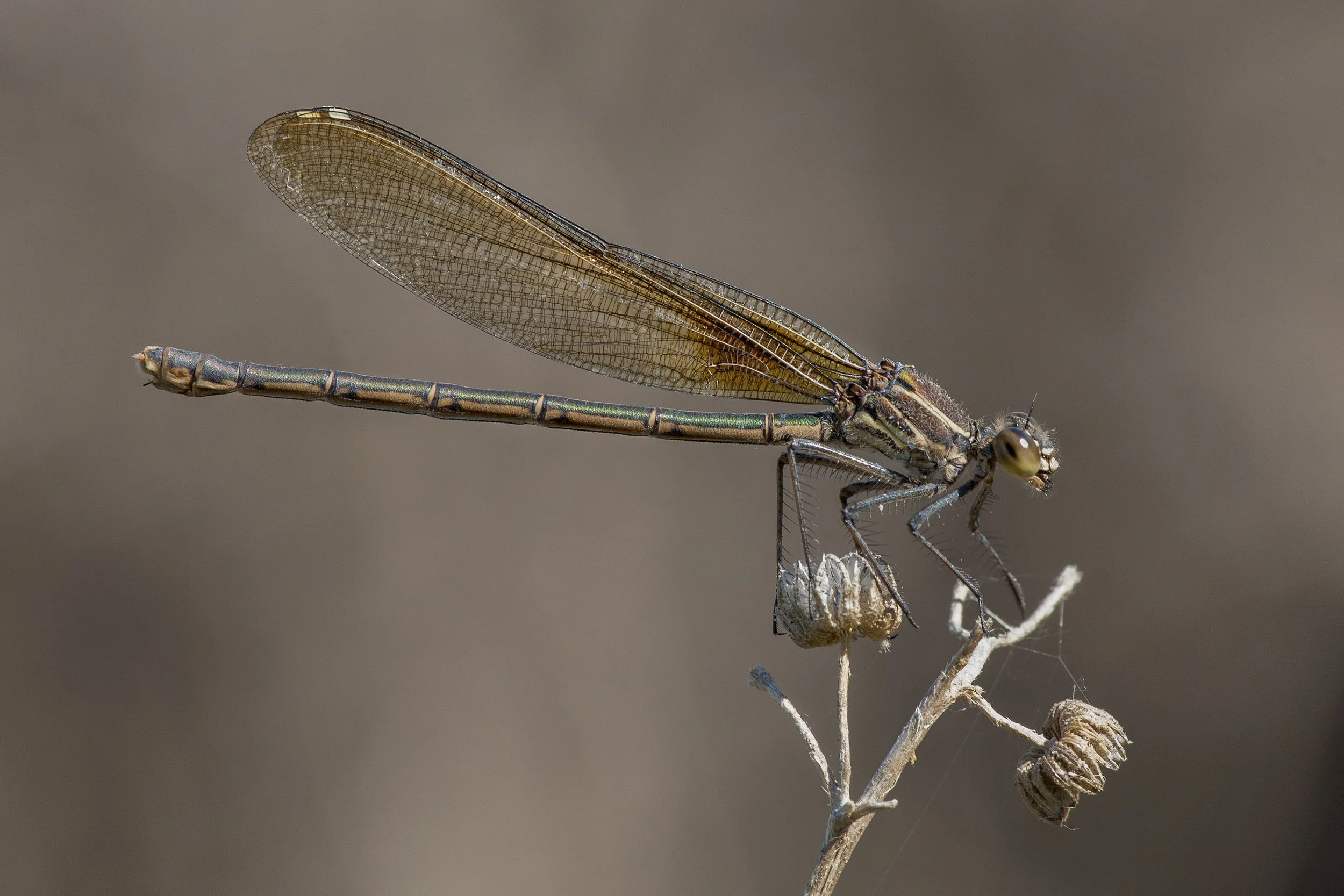 Hetaerina americana_IMG_9063.jpg