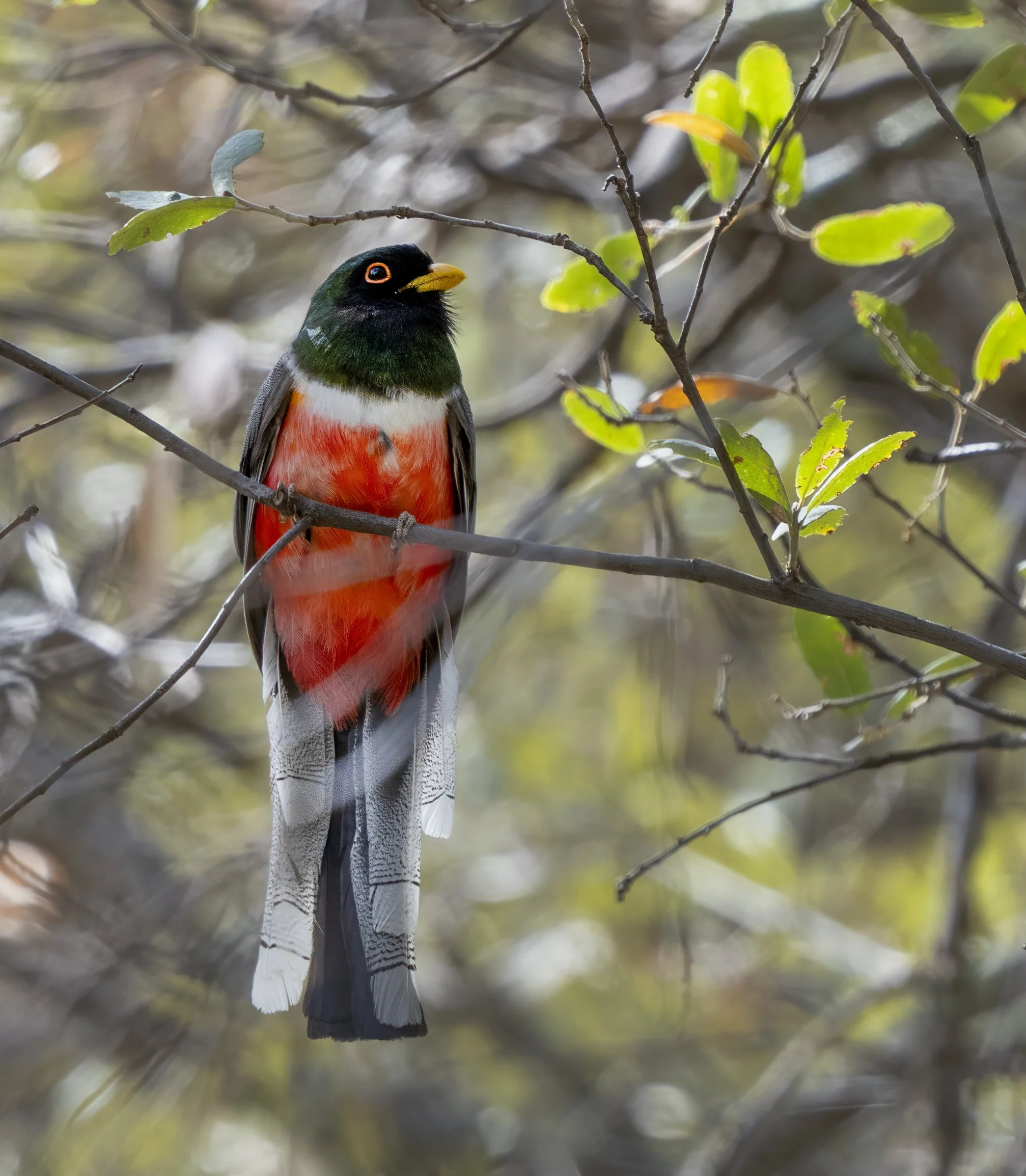Elegant Trogon