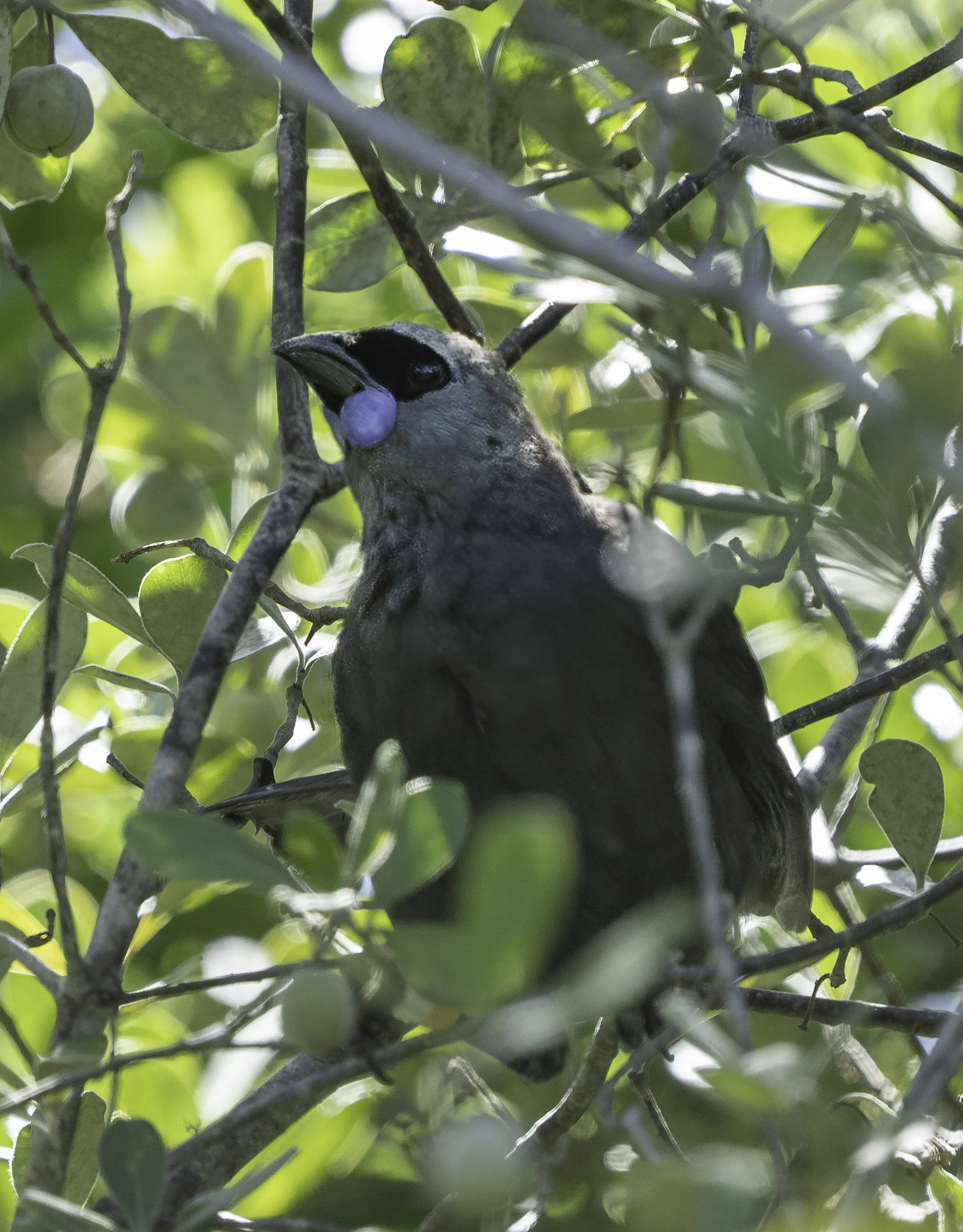 North Island Kokako
