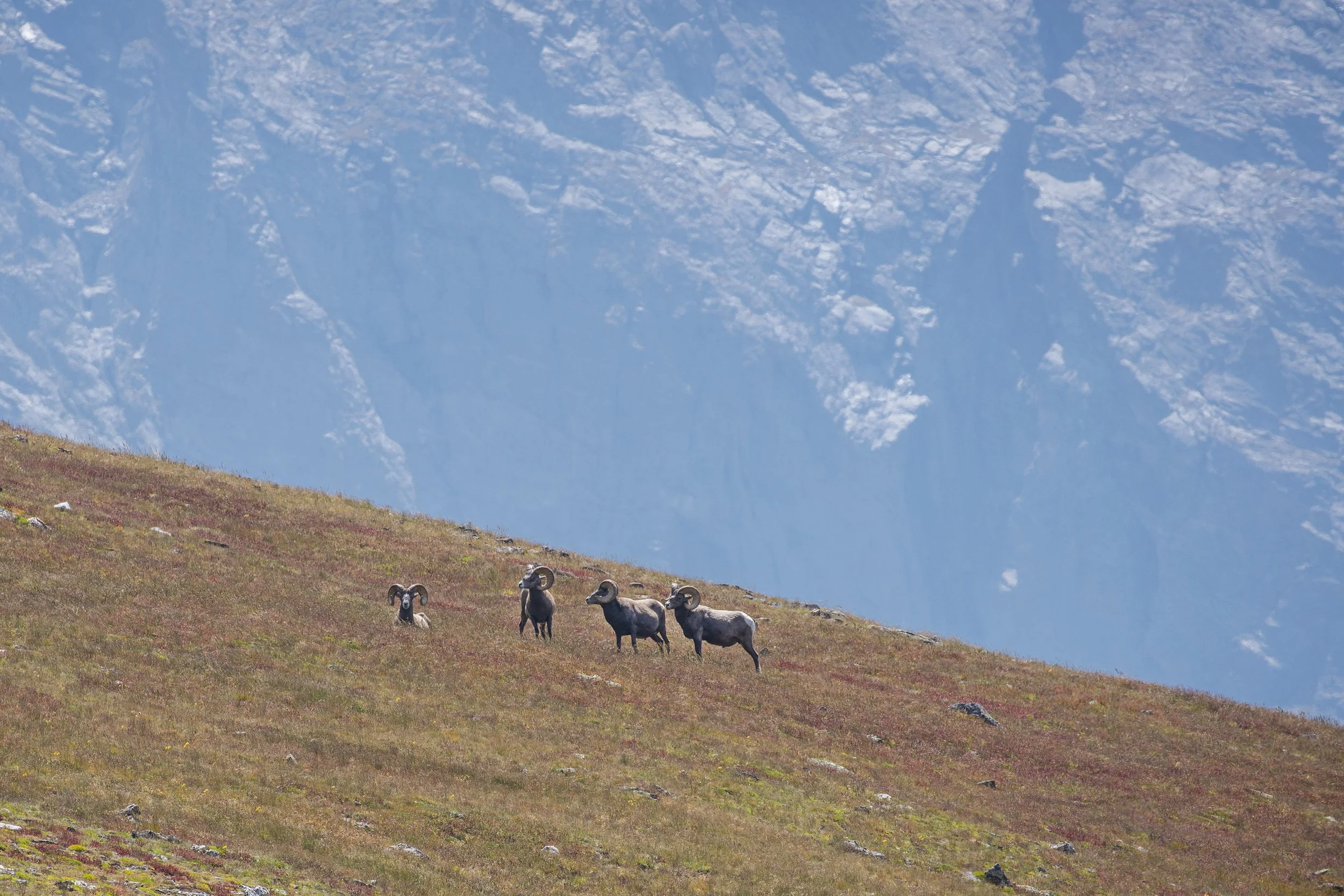 Big Horn Sheep, Colorado