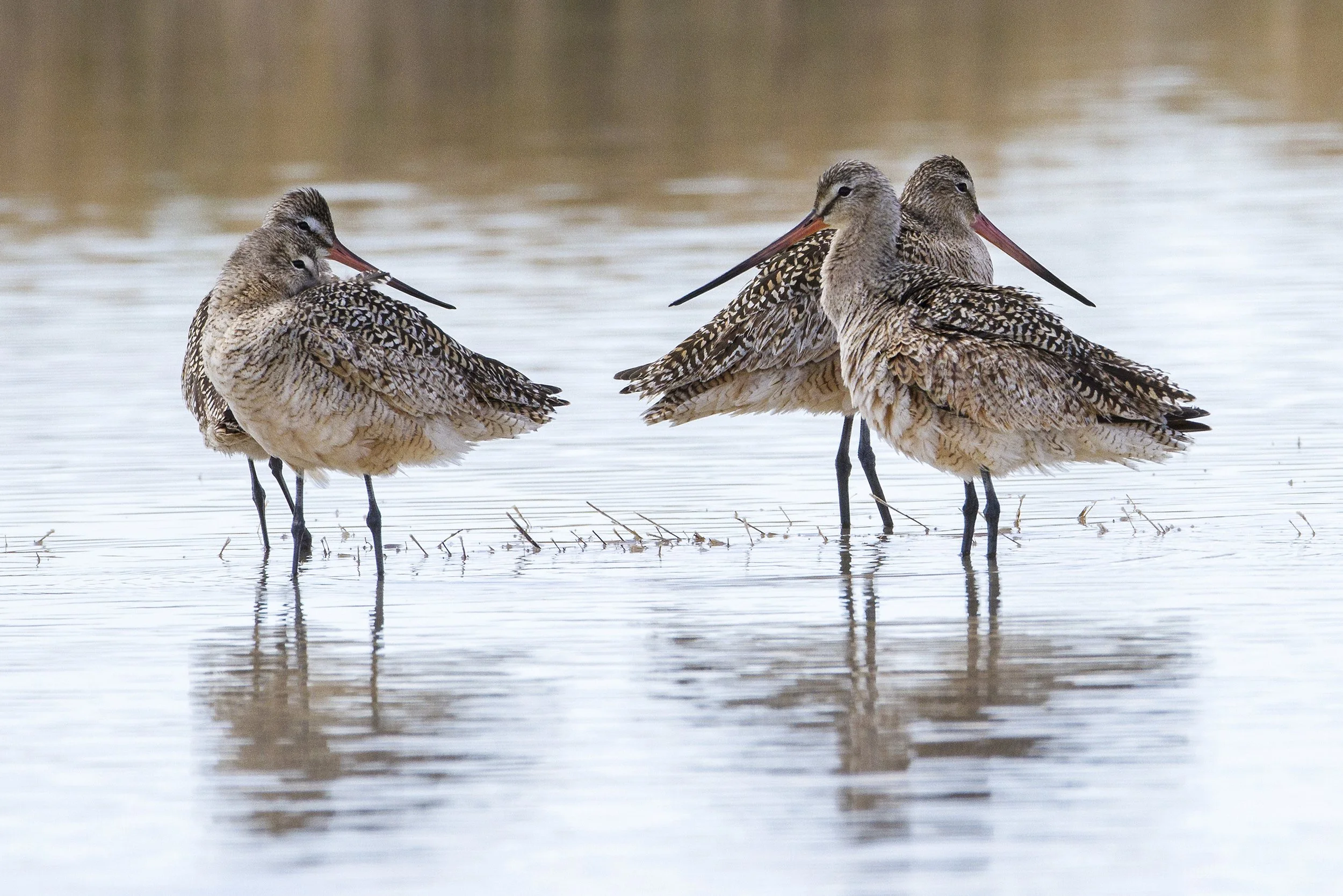 Marbled Godwit